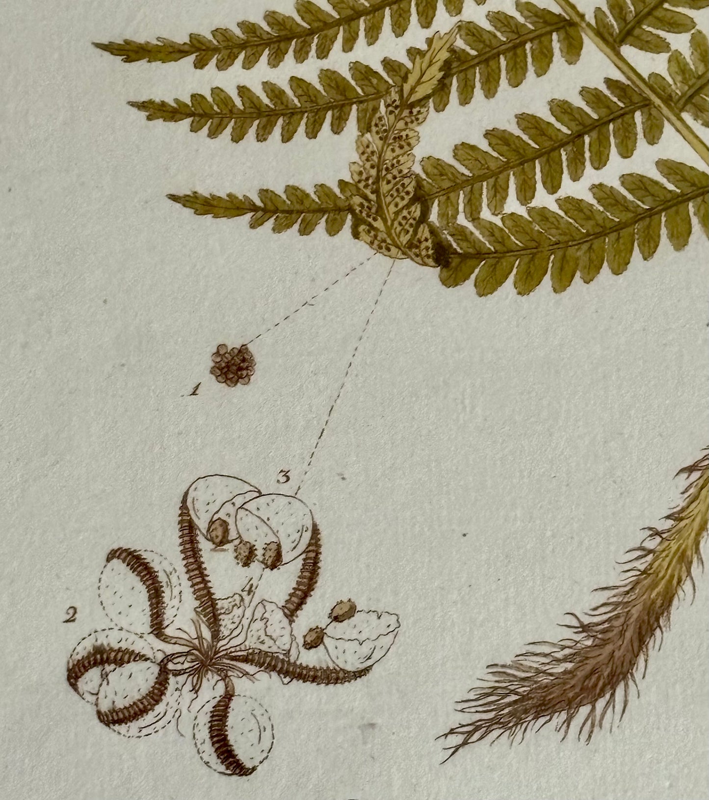 Six Botanical Engraving by Johann Simon von Kerner, 1788