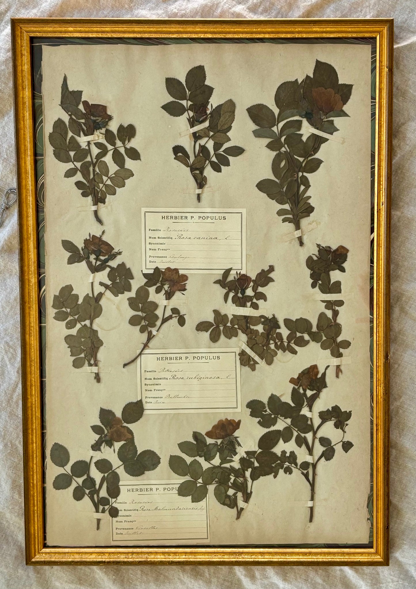 19th Century French Herbarium Plate of Roses