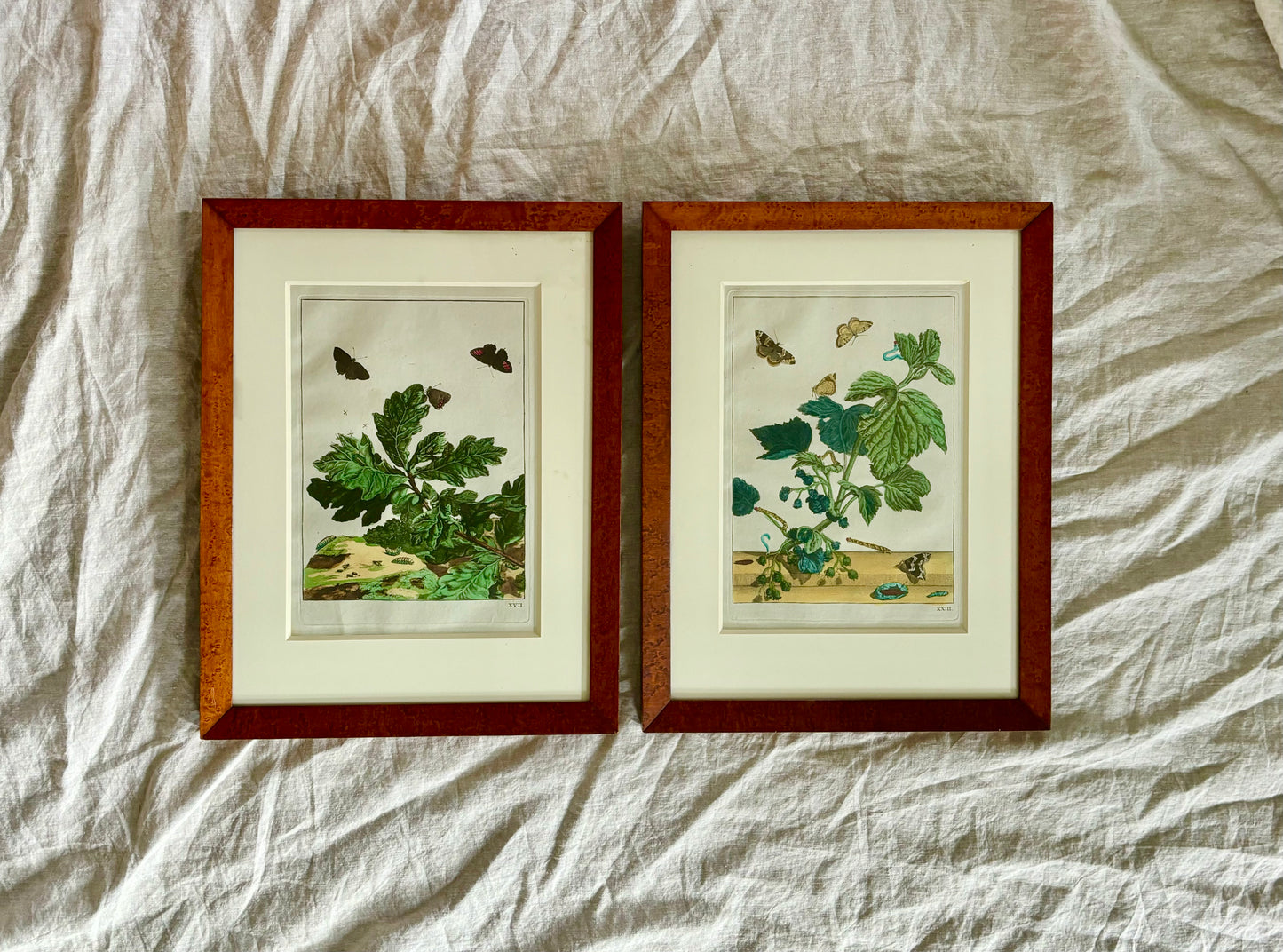 Pair of Hand Colored Engravings of Moths and Flora by L'Admiral, 1740