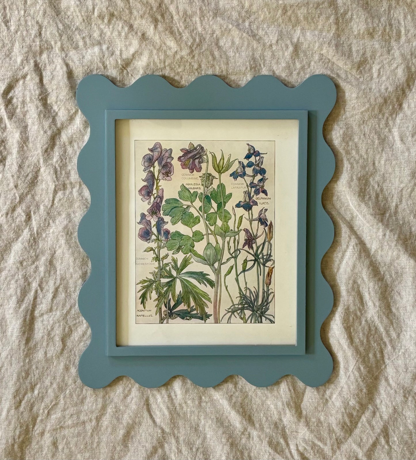 Framed Plate from Isabel Adams’ ‘Wild Flowers of the British Isles’