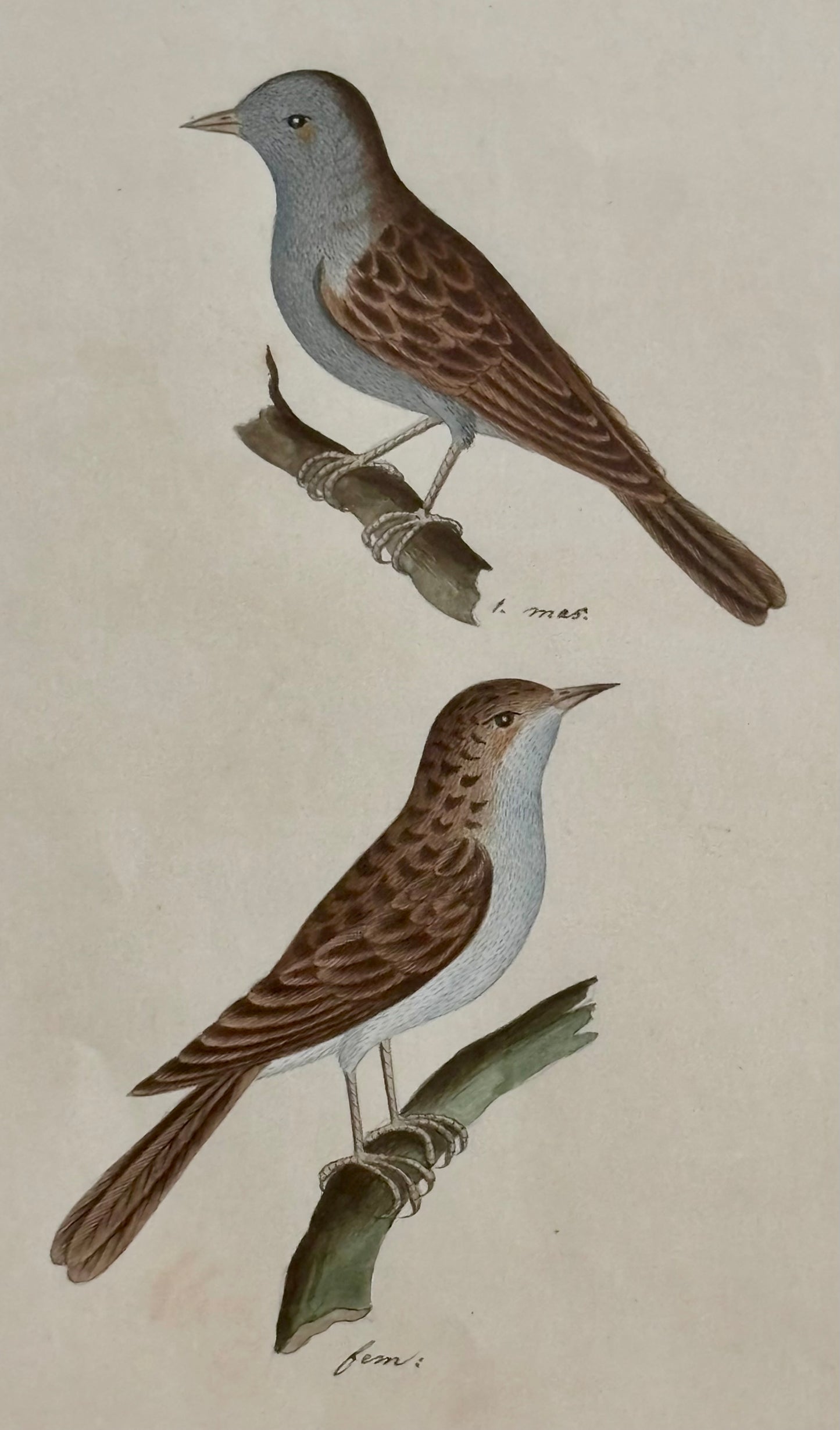 A Pair of Early 19th Century Naturalist Watercolors of Birds