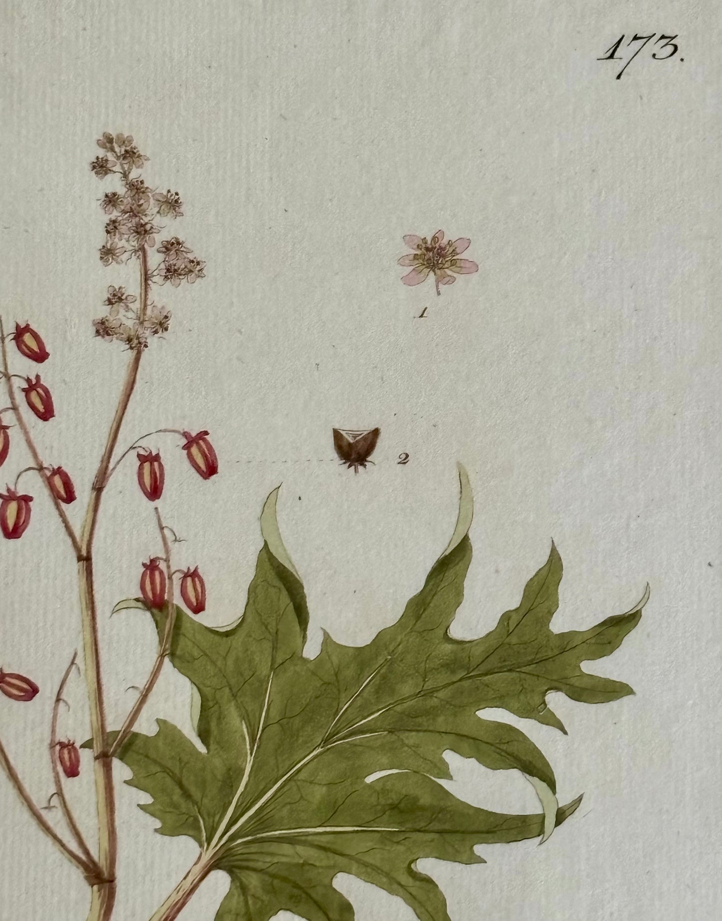 Six Botanical Engraving by Johann Simon von Kerner, 1788