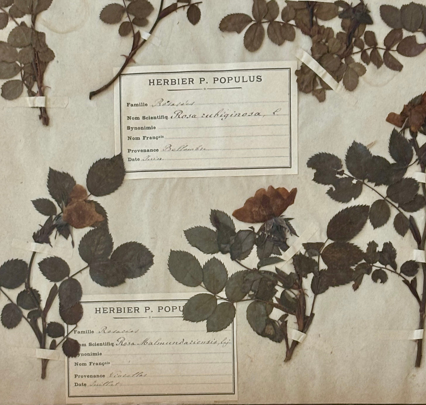 19th Century French Herbarium Plate of Roses