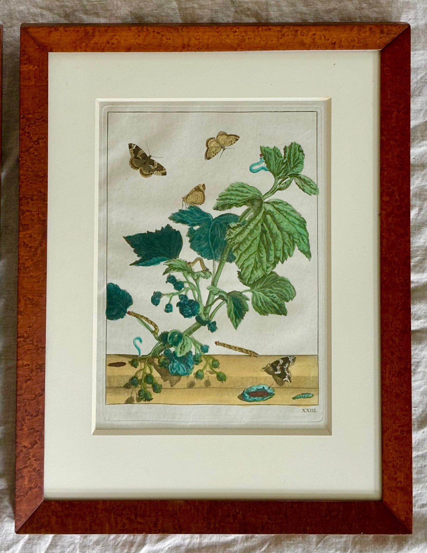 Pair of Hand Colored Engravings of Moths and Flora by L'Admiral, 1740