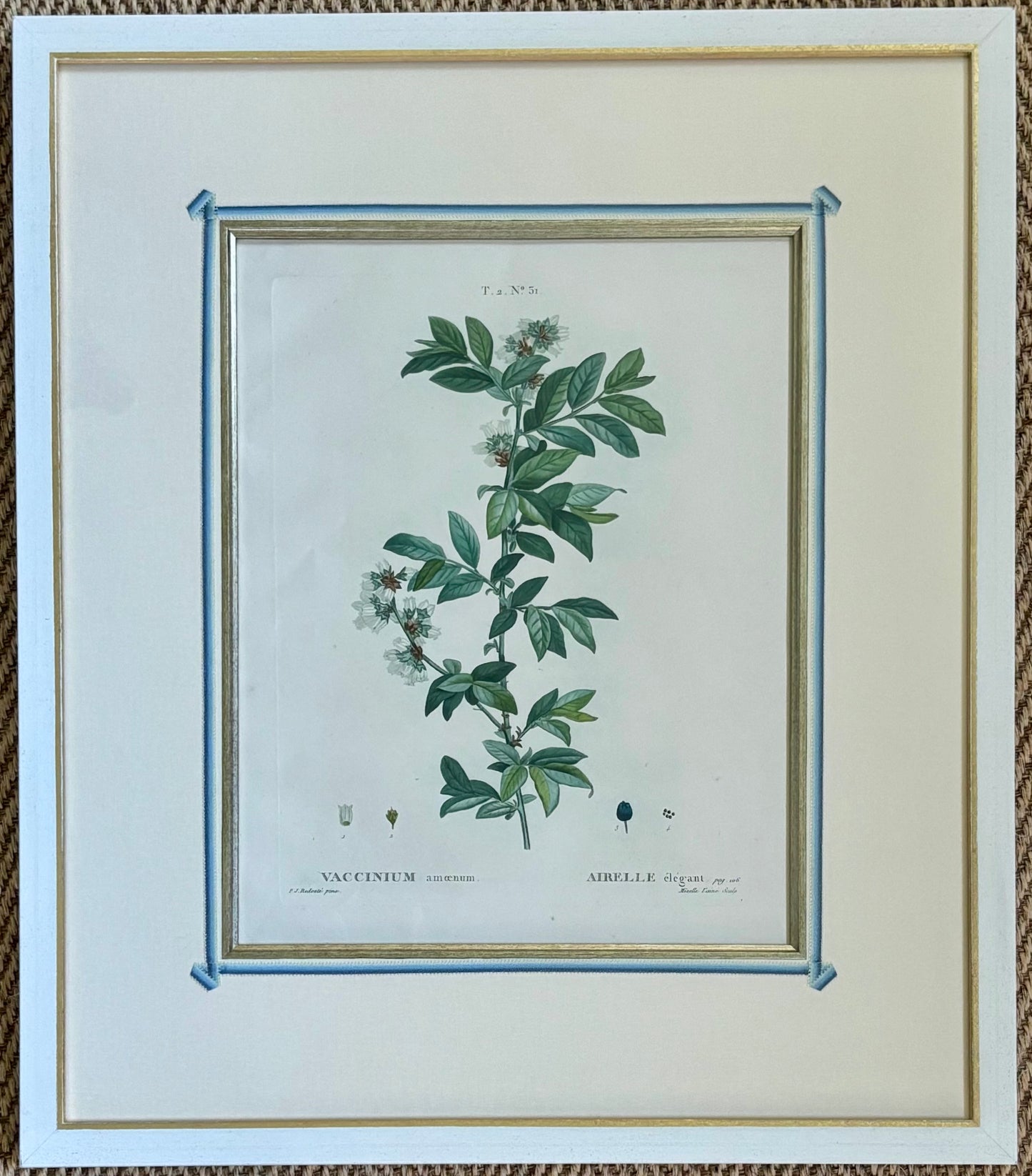 1801 Redouté Folio Engraving by Duhamel du Monceauu of a Vacinnium amoenum or Blueberry