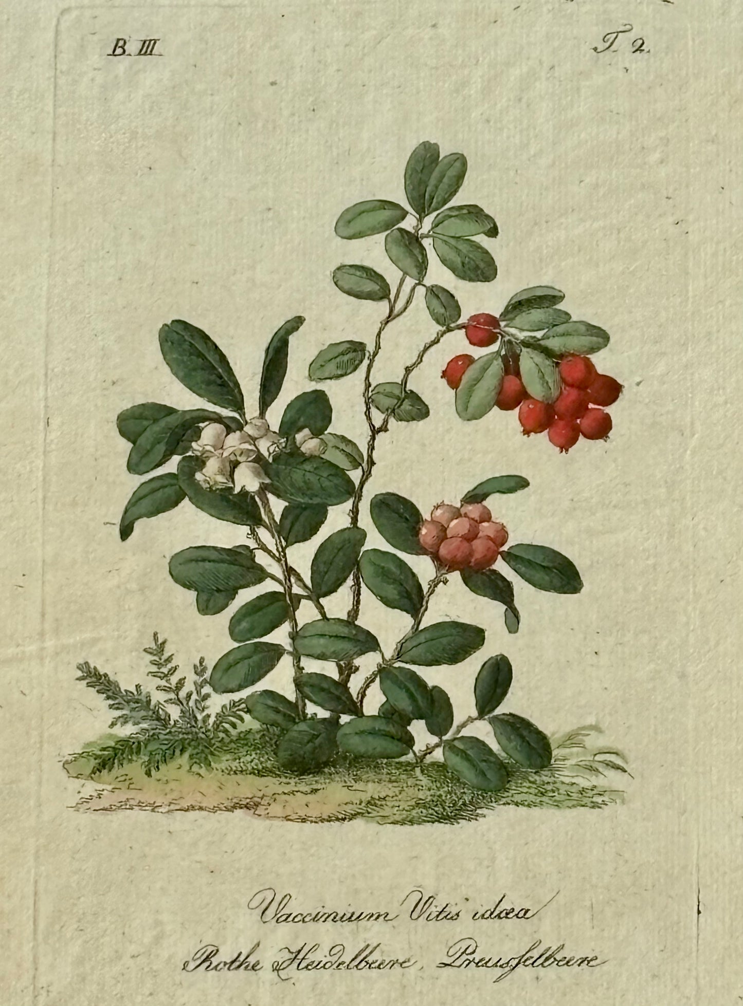 Circa 1800 Hand Colored Engraving of a Lingonberry or Vaccinium Vitis idaea