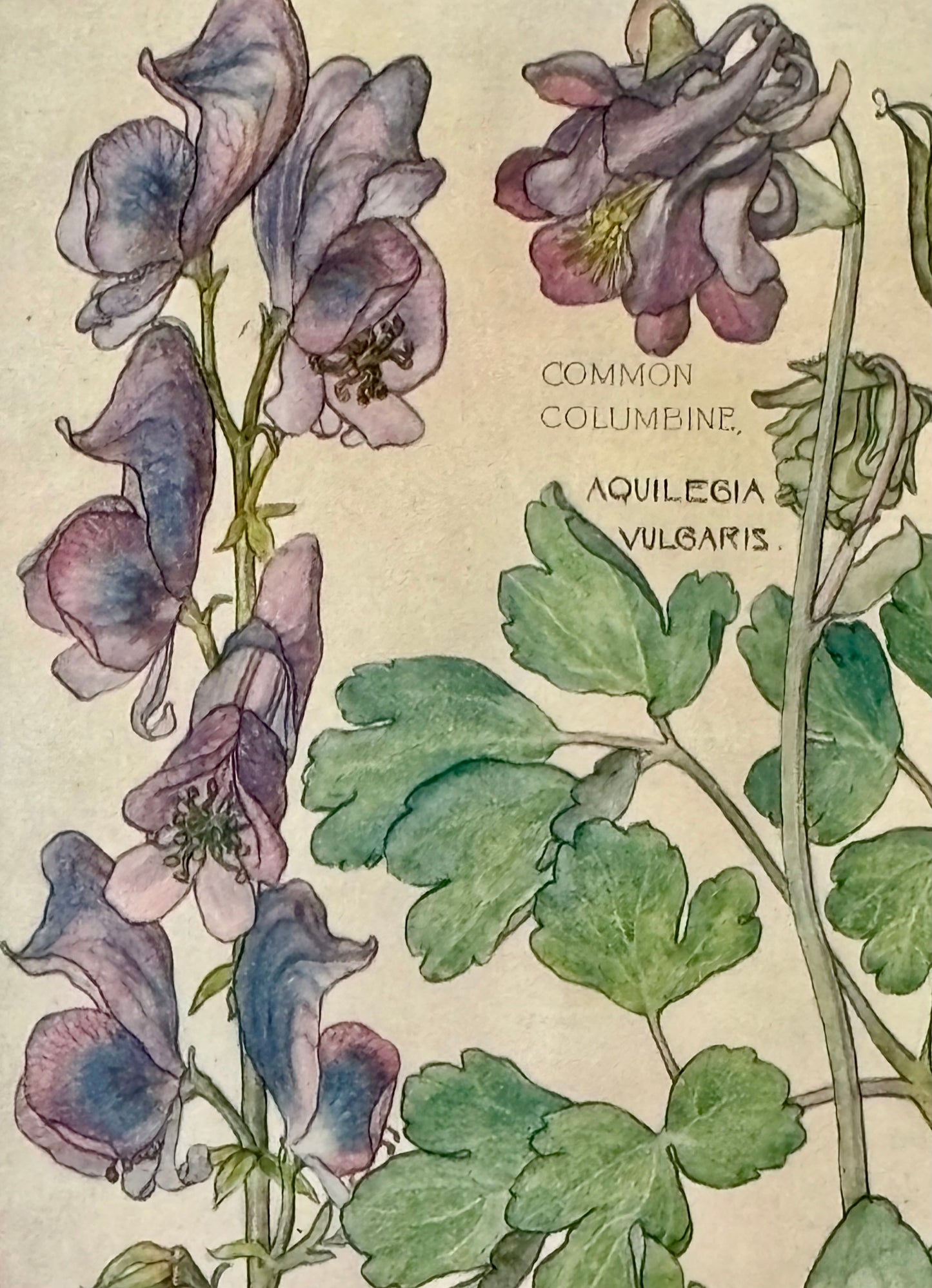 Framed Plate from Isabel Adams’ ‘Wild Flowers of the British Isles’