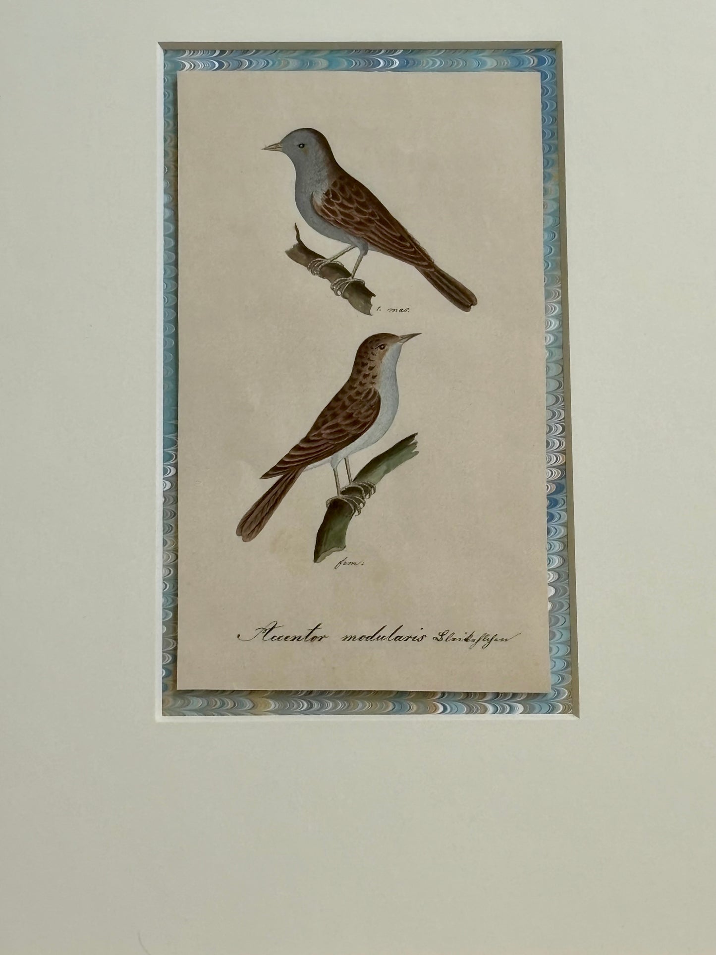 A Pair of Early 19th Century Naturalist Watercolors of Birds
