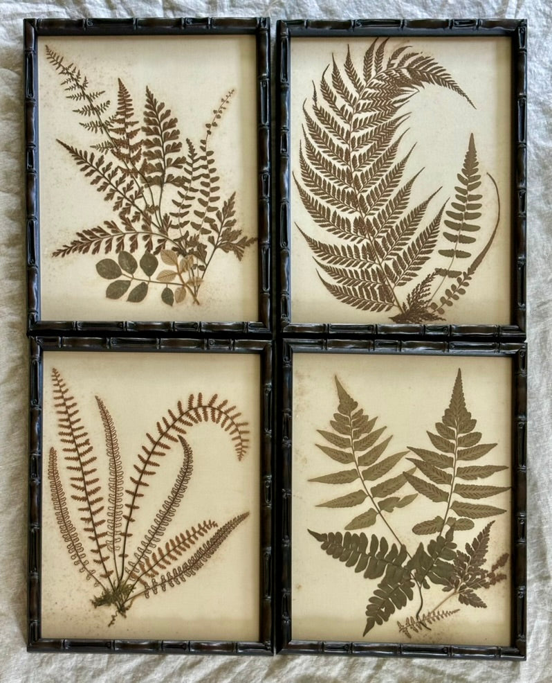 Framed Quartet of Victorian Pressed Ferns from "Ferns of Jamaica"