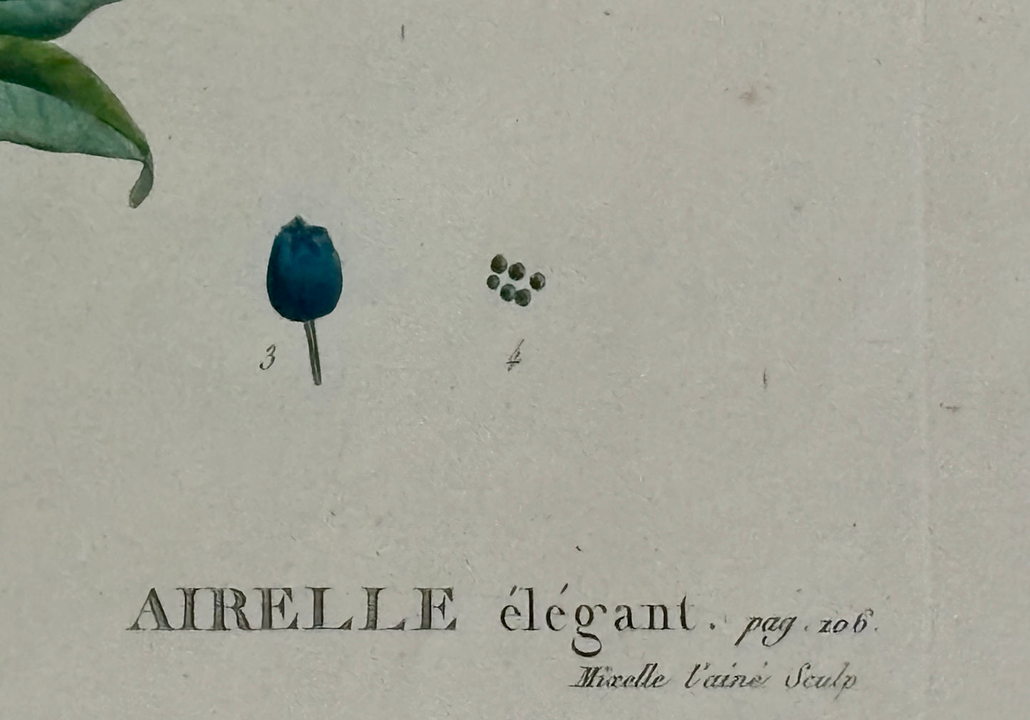 1801 Redouté Folio Engraving by Duhamel du Monceauu of a Vacinnium amoenum or Blueberry