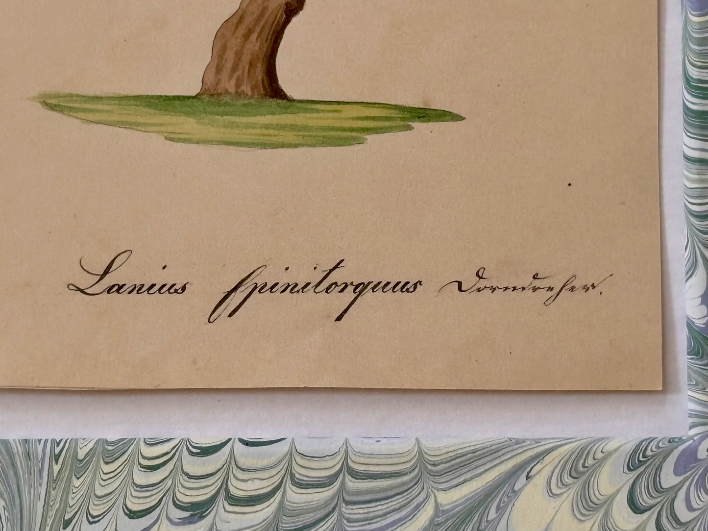 19th Century Naturalist Watercolor of a Bird