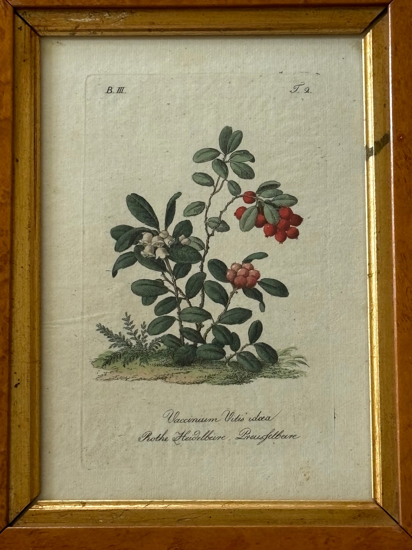 Circa 1800 Hand Colored Engraving of a Lingonberry or Vaccinium Vitis idaea