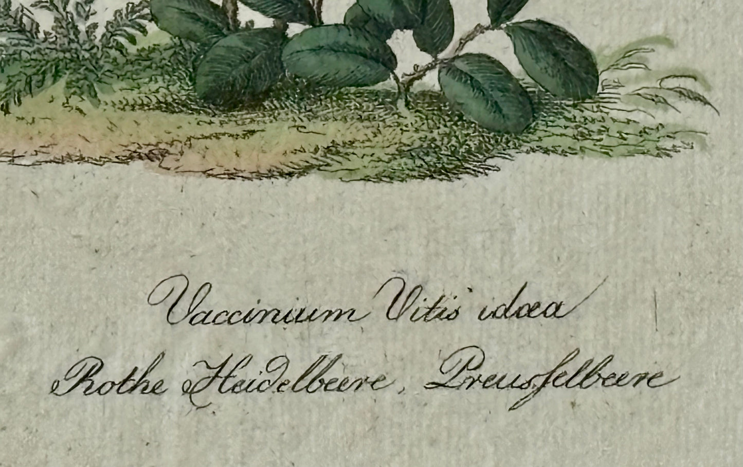 Circa 1800 Hand Colored Engraving of a Lingonberry or Vaccinium Vitis idaea