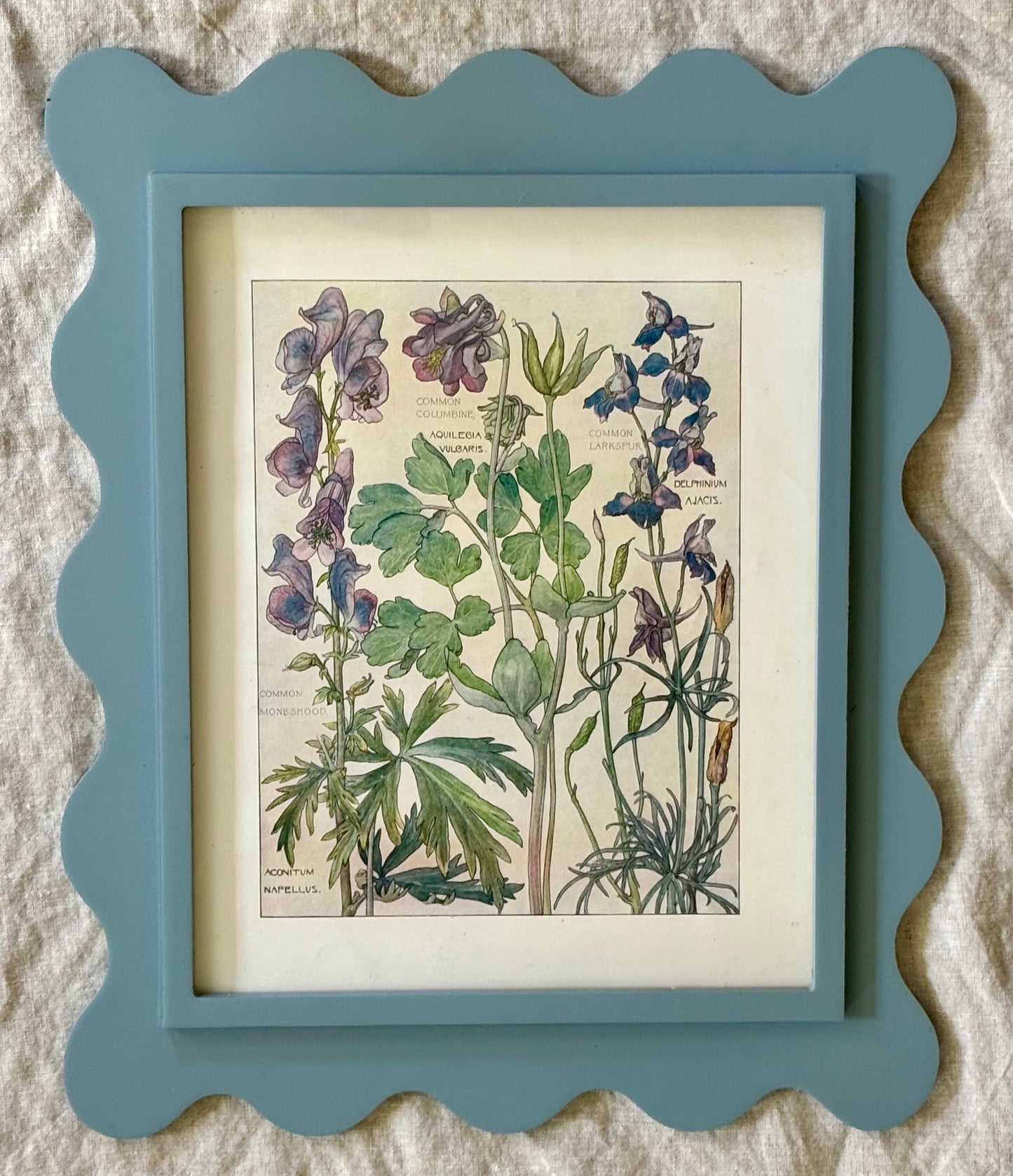 Framed Plate from Isabel Adams’ ‘Wild Flowers of the British Isles’