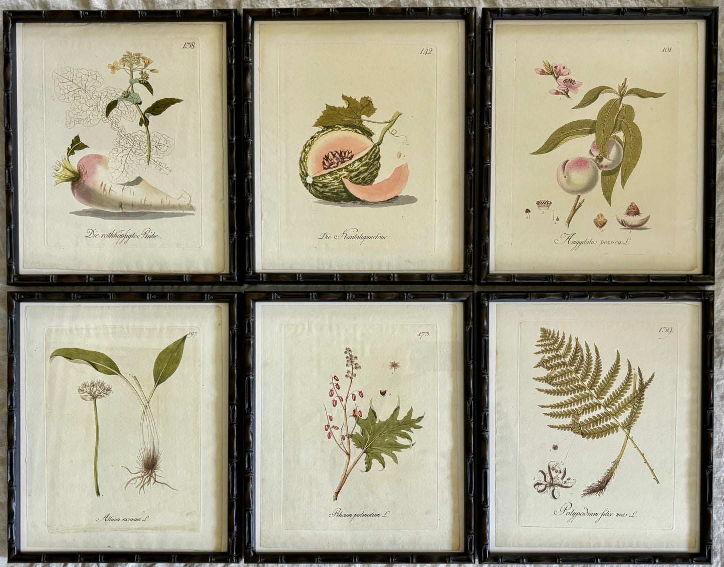 Six Botanical Engraving by Johann Simon von Kerner, 1788