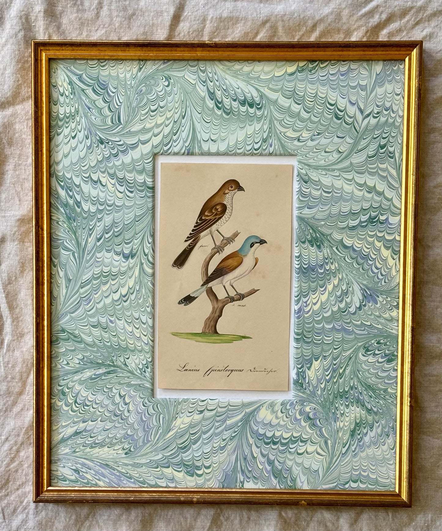 19th Century Naturalist Watercolor of a Bird