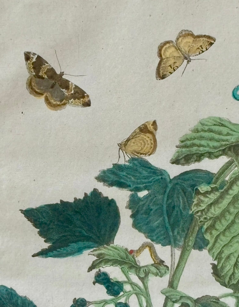 Pair of Hand Colored Engravings of Moths and Flora by L'Admiral, 1740