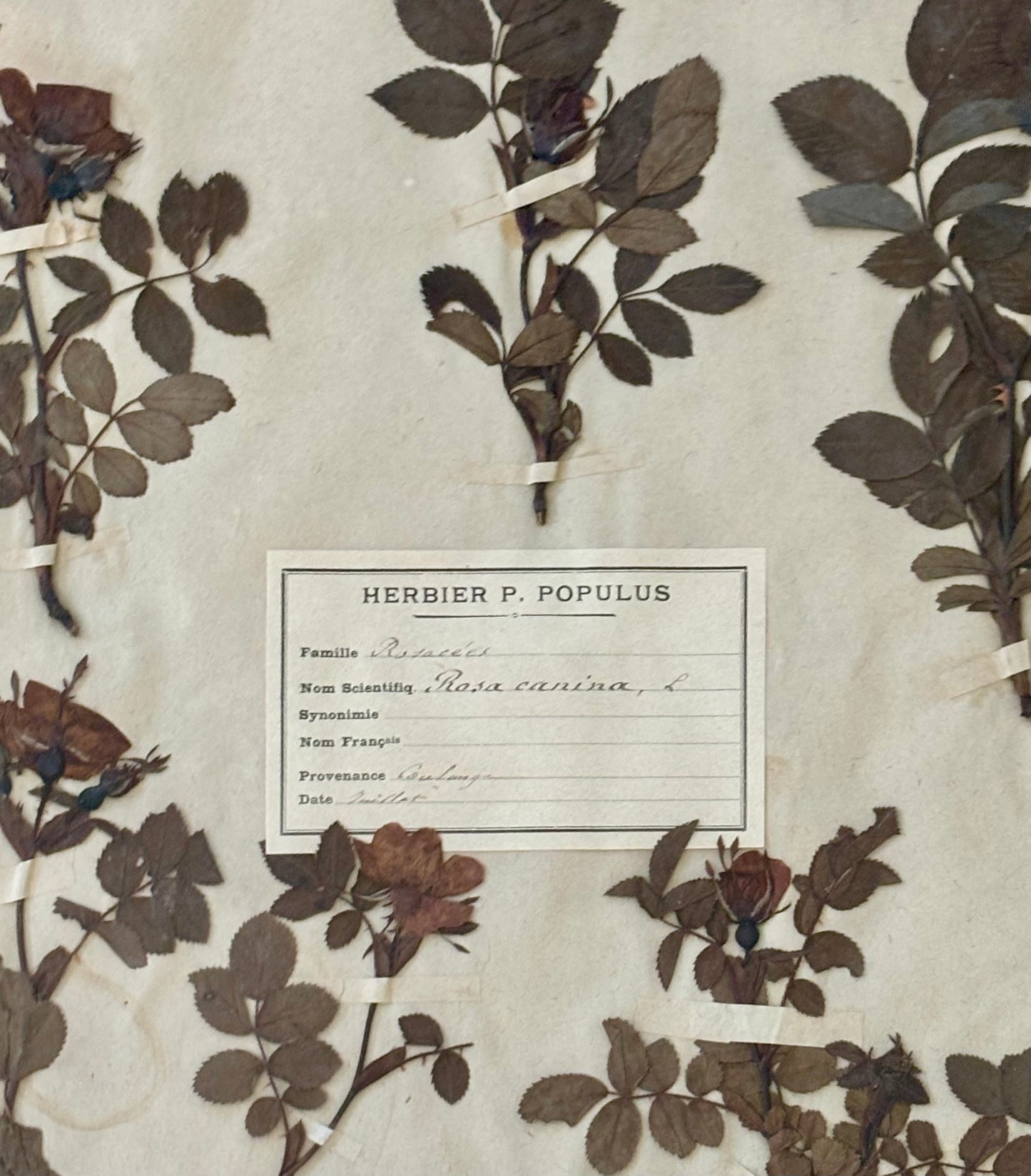 19th Century French Herbarium Plate of Roses