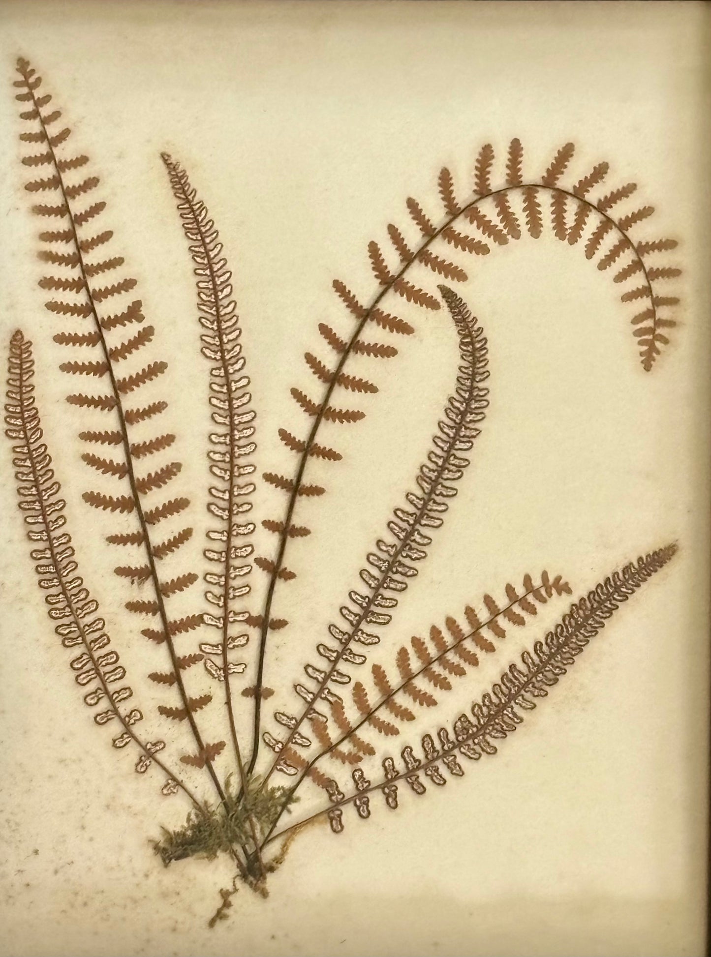Framed Quartet of Victorian Pressed Ferns from "Ferns of Jamaica"