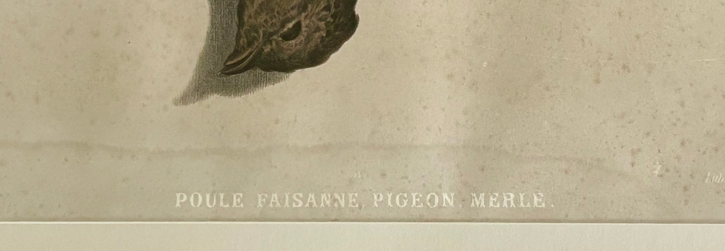19th Century ‘Etude de Nature Mort’ Hunting Trophy Lithograph