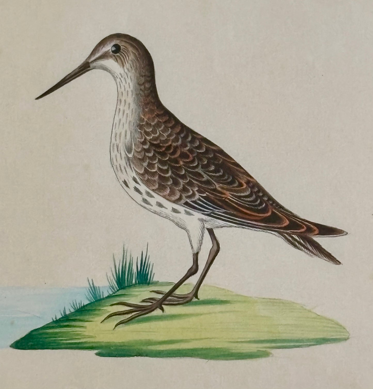 A Pair of Early 19th Century Naturalist Watercolors of Birds