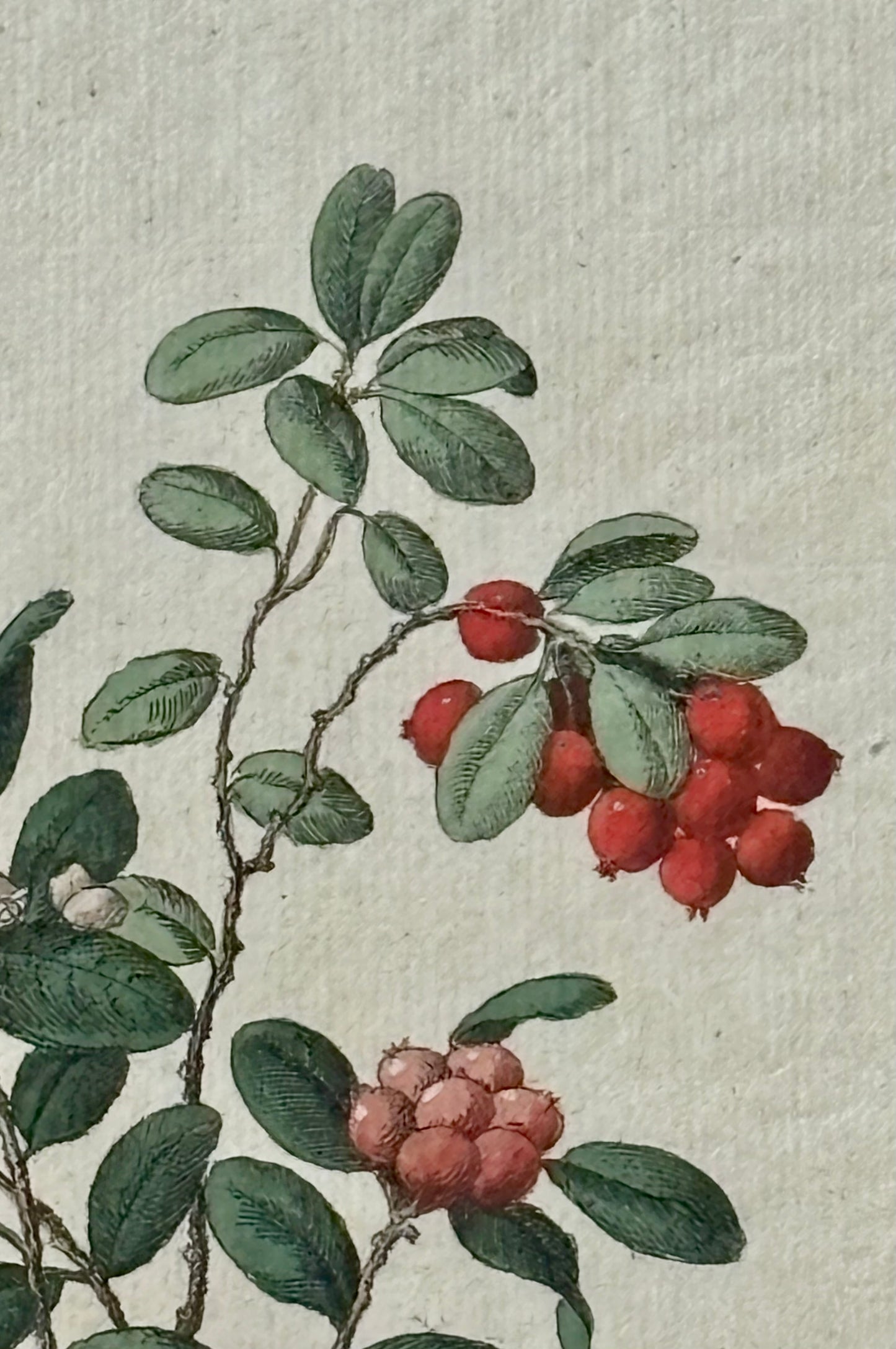 Circa 1800 Hand Colored Engraving of a Lingonberry or Vaccinium Vitis idaea