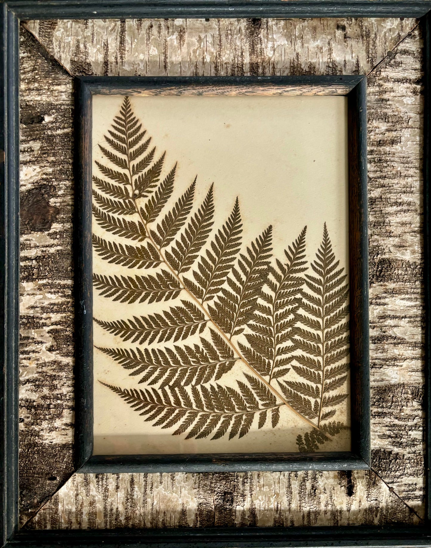 Victorian Pressed Fern in a Vintage Birch Bark Adirondack Style Frame