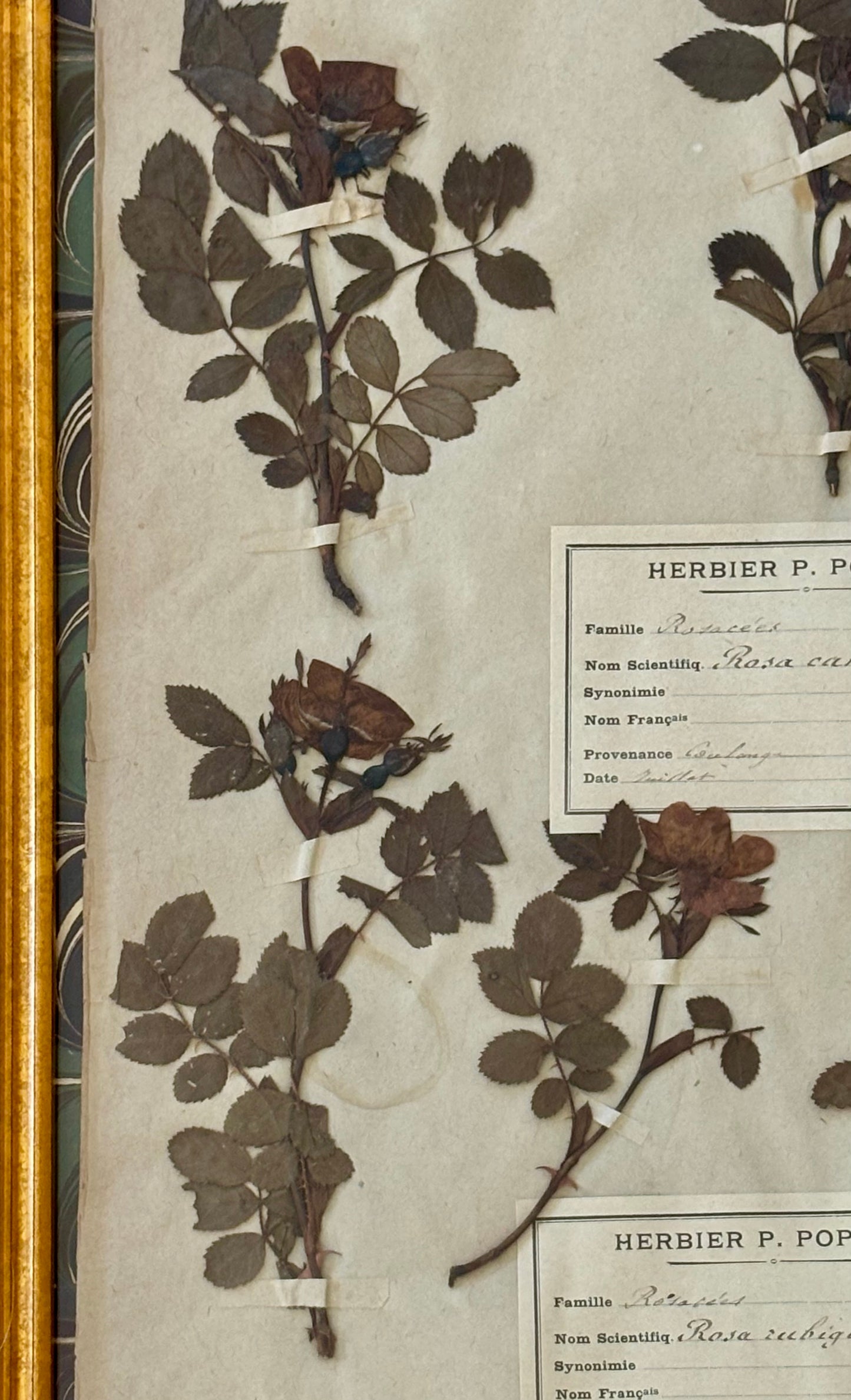 19th Century French Herbarium Plate of Roses