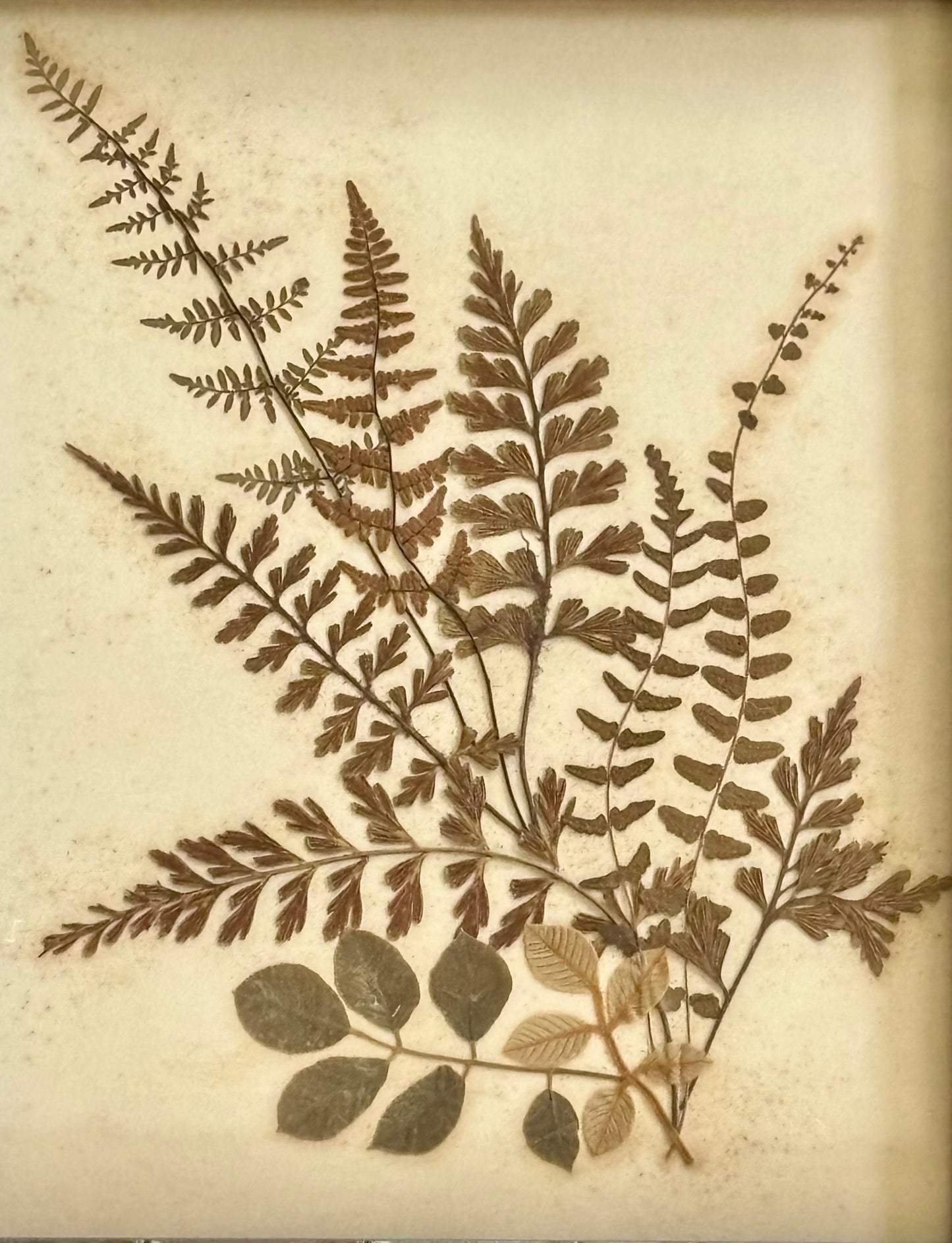 Framed Quartet of Victorian Pressed Ferns from "Ferns of Jamaica"