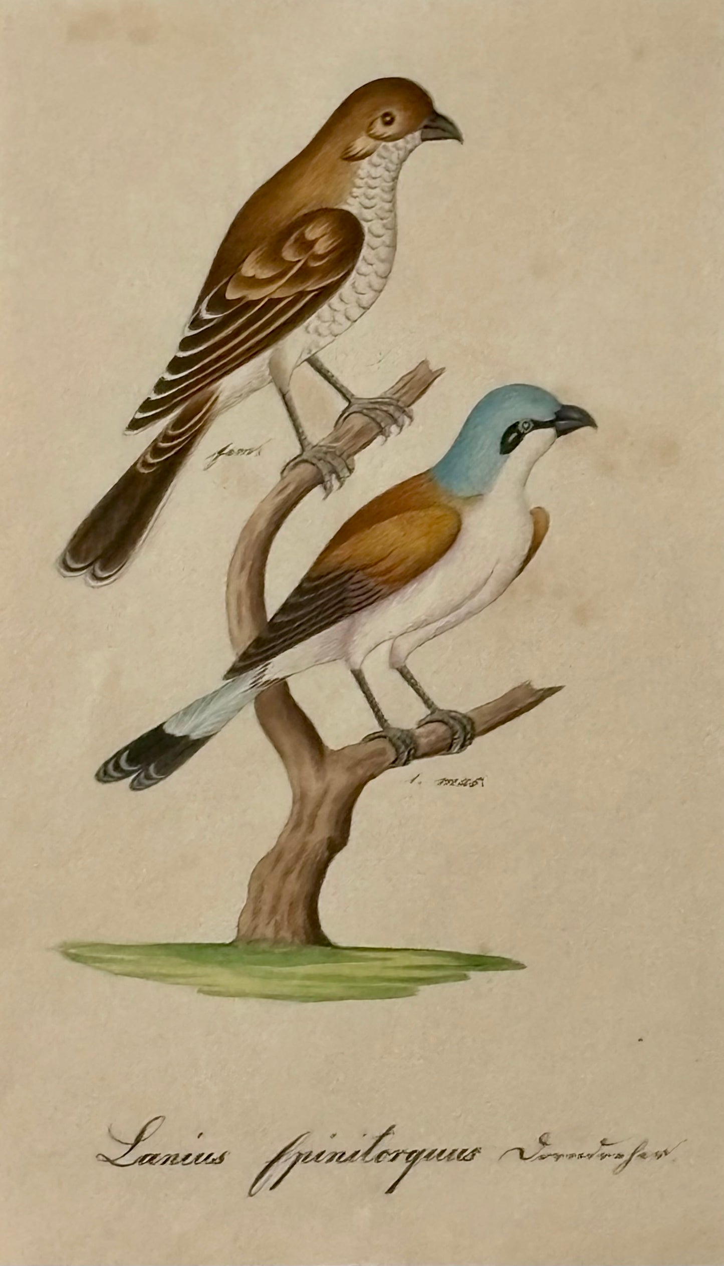 19th Century Naturalist Watercolor of a Bird