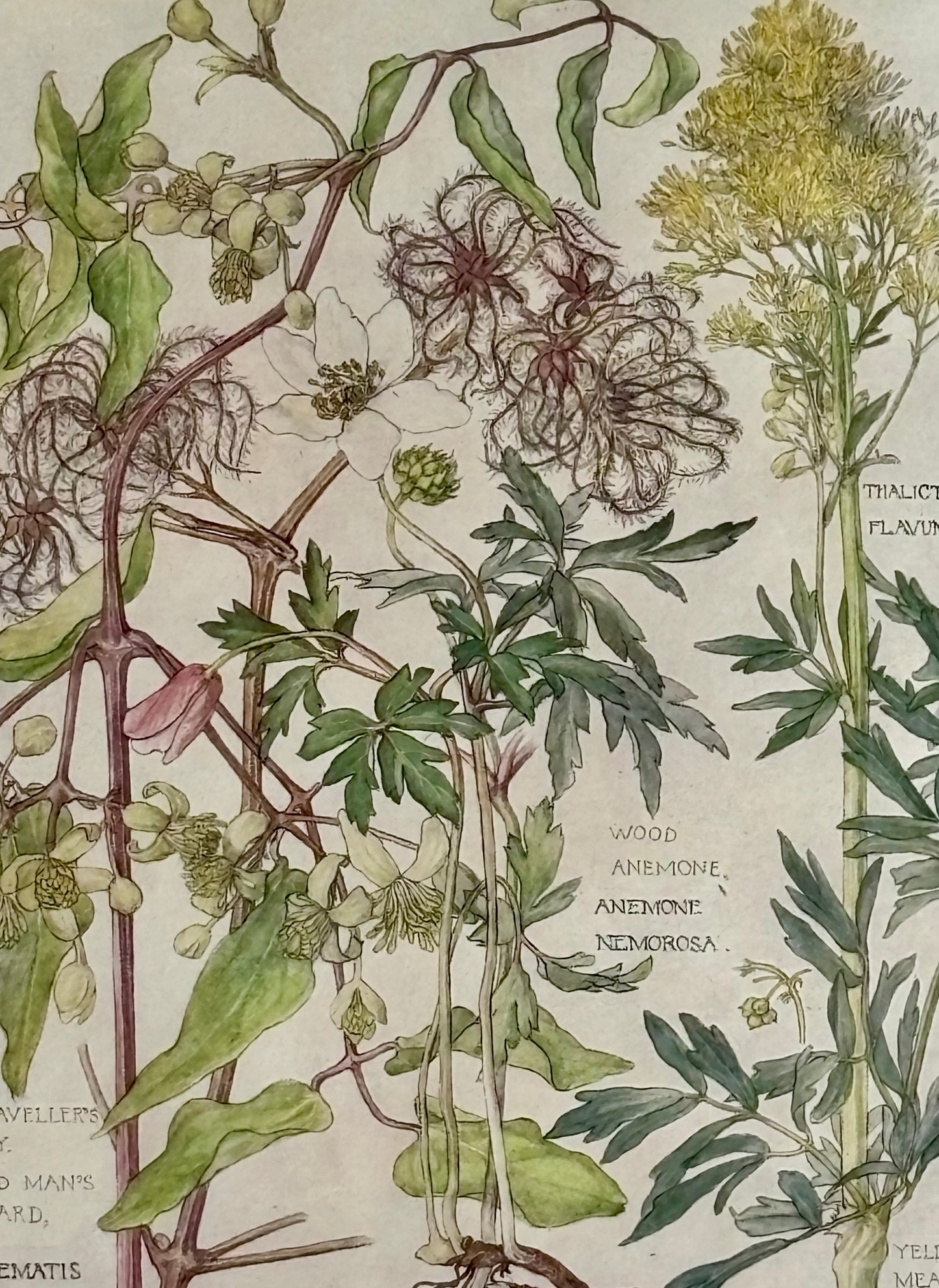 Framed Plate from Isabel Adams’ Wild Flowers of the British Isles’