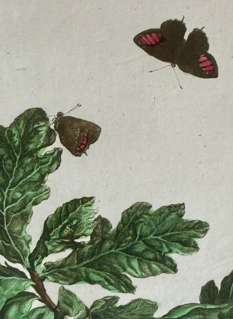 Pair of Hand Colored Engravings of Moths and Flora by L'Admiral, 1740