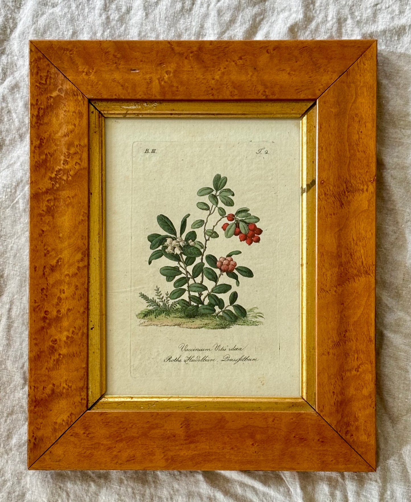 Circa 1800 Hand Colored Engraving of a Lingonberry or Vaccinium Vitis idaea