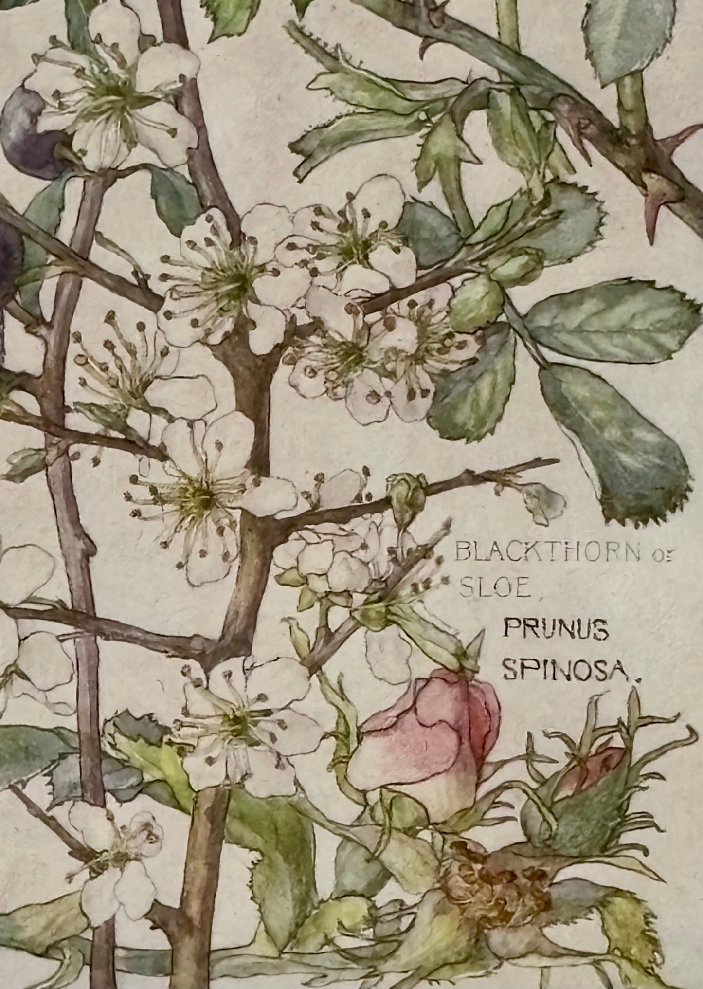 Framed Plate from Isabel Adams’ ‘Wild Flowers of the British Isles’