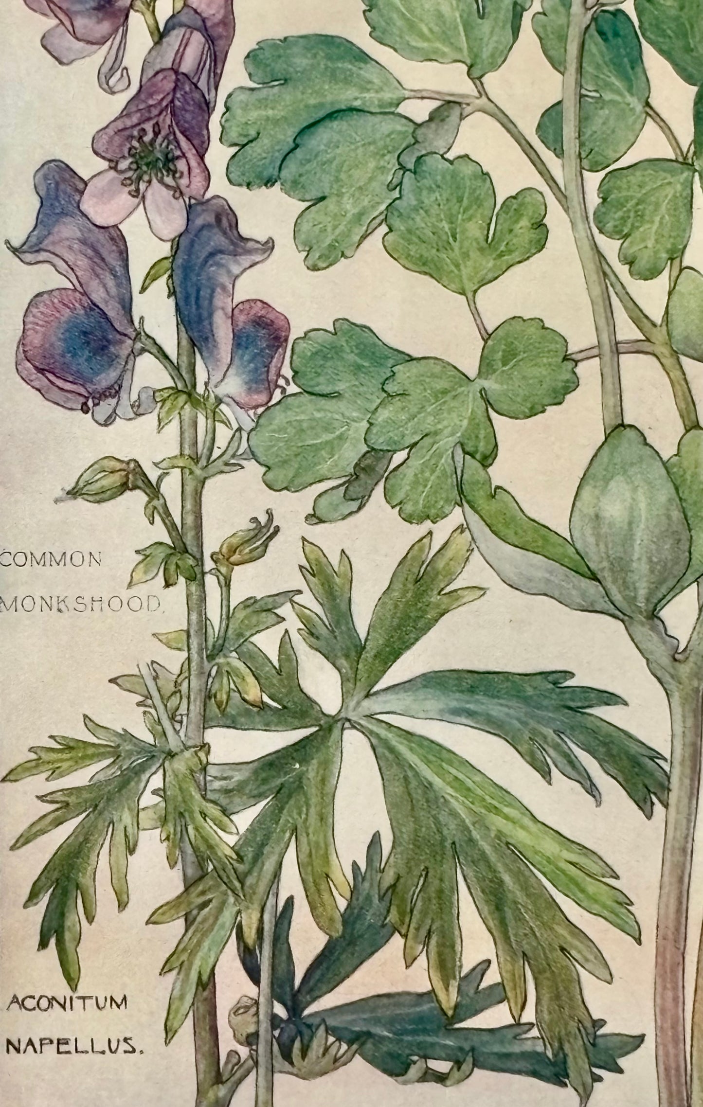 Framed Plate from Isabel Adams’ ‘Wild Flowers of the British Isles’