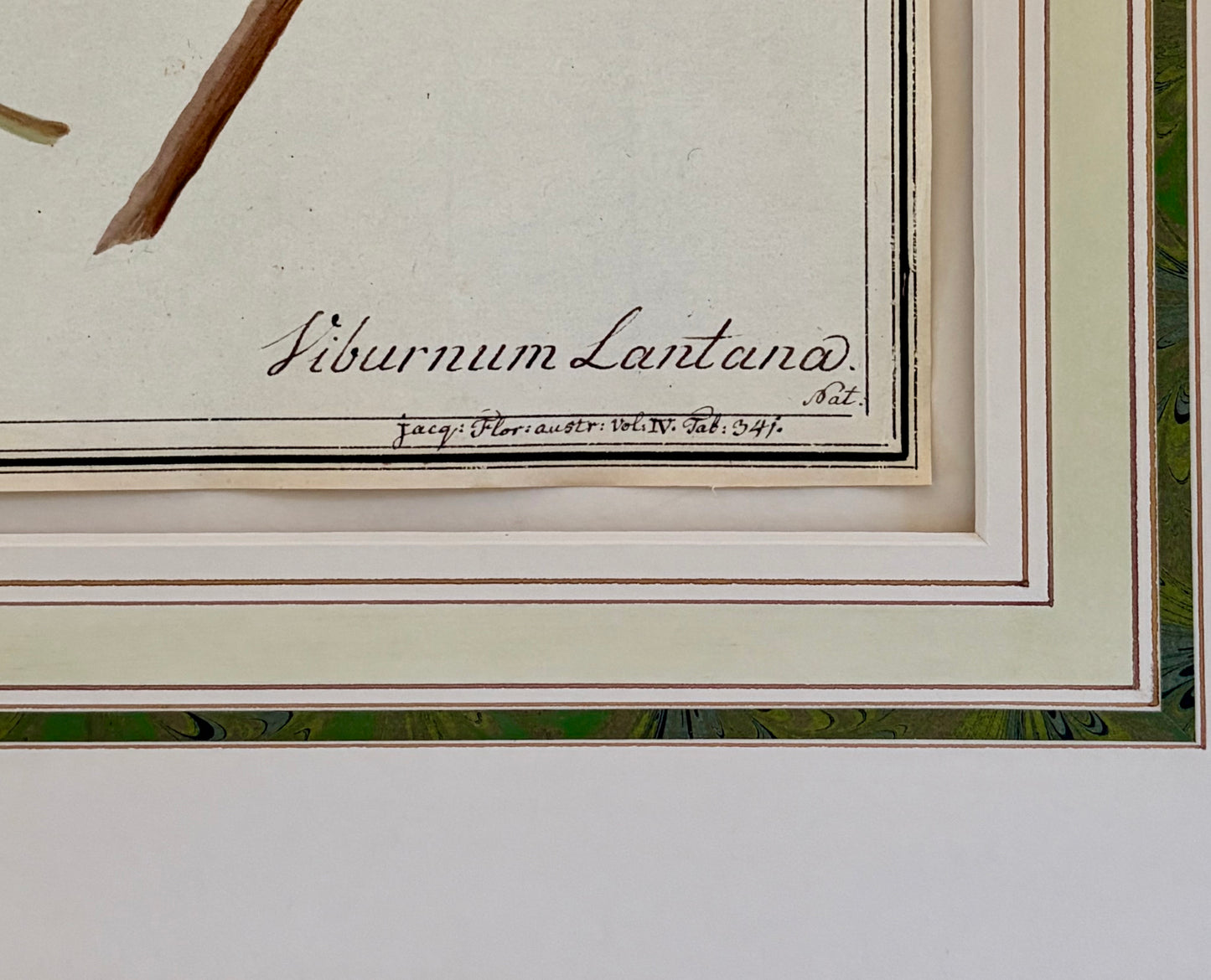Early 19th Century Botanical Watercolor for Hortus Botanicus
