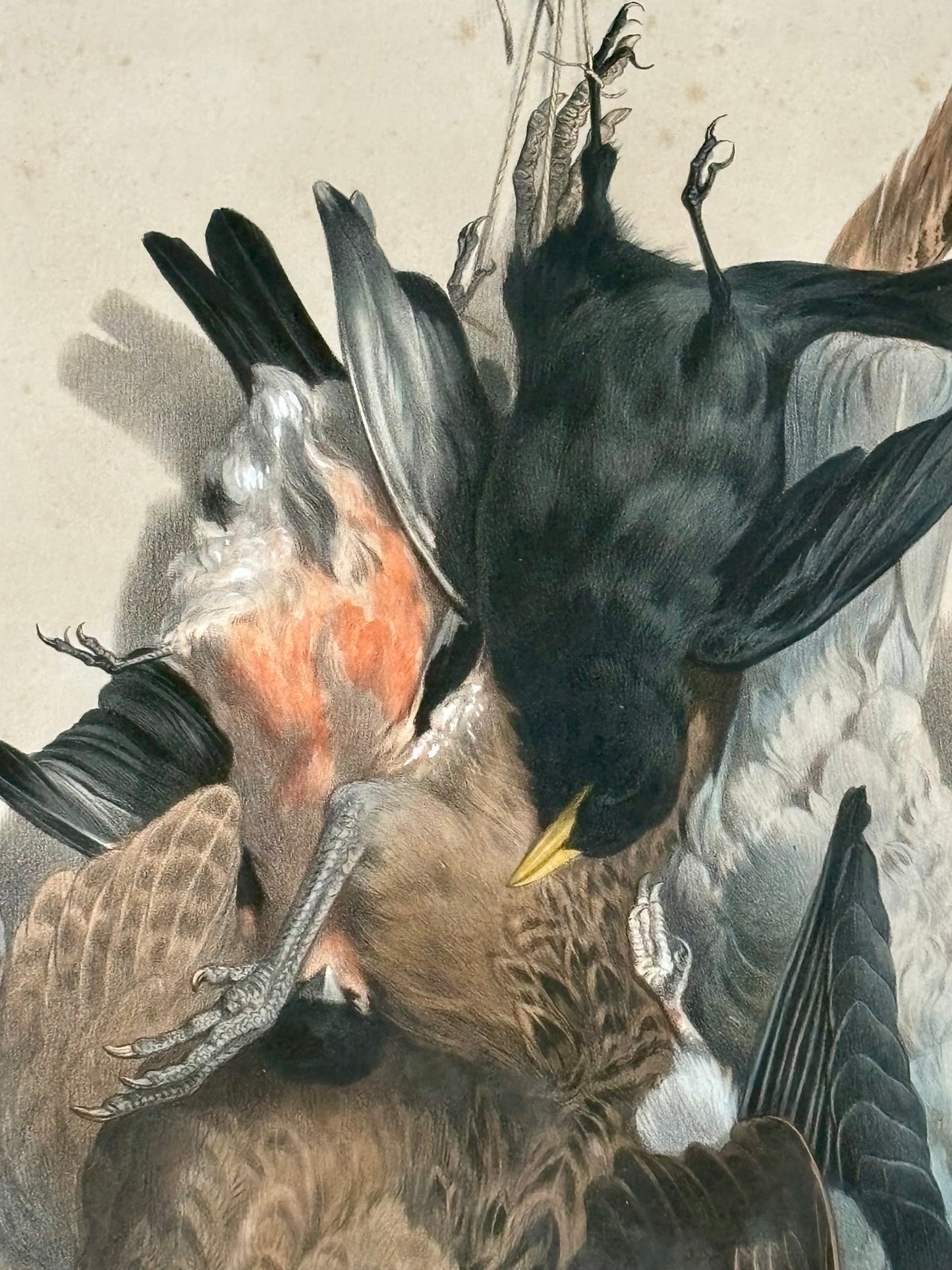 19th Century ‘Etude de Nature Mort’ Hunting Trophy Lithograph