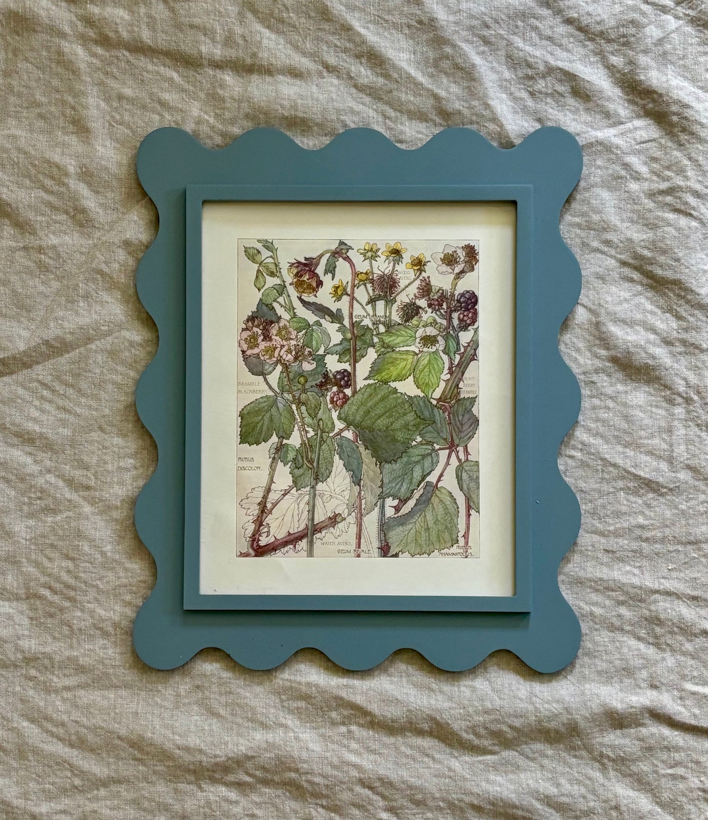 Framed Plate from Isabel Adams’ ‘Wild Flowers of the British Isles’