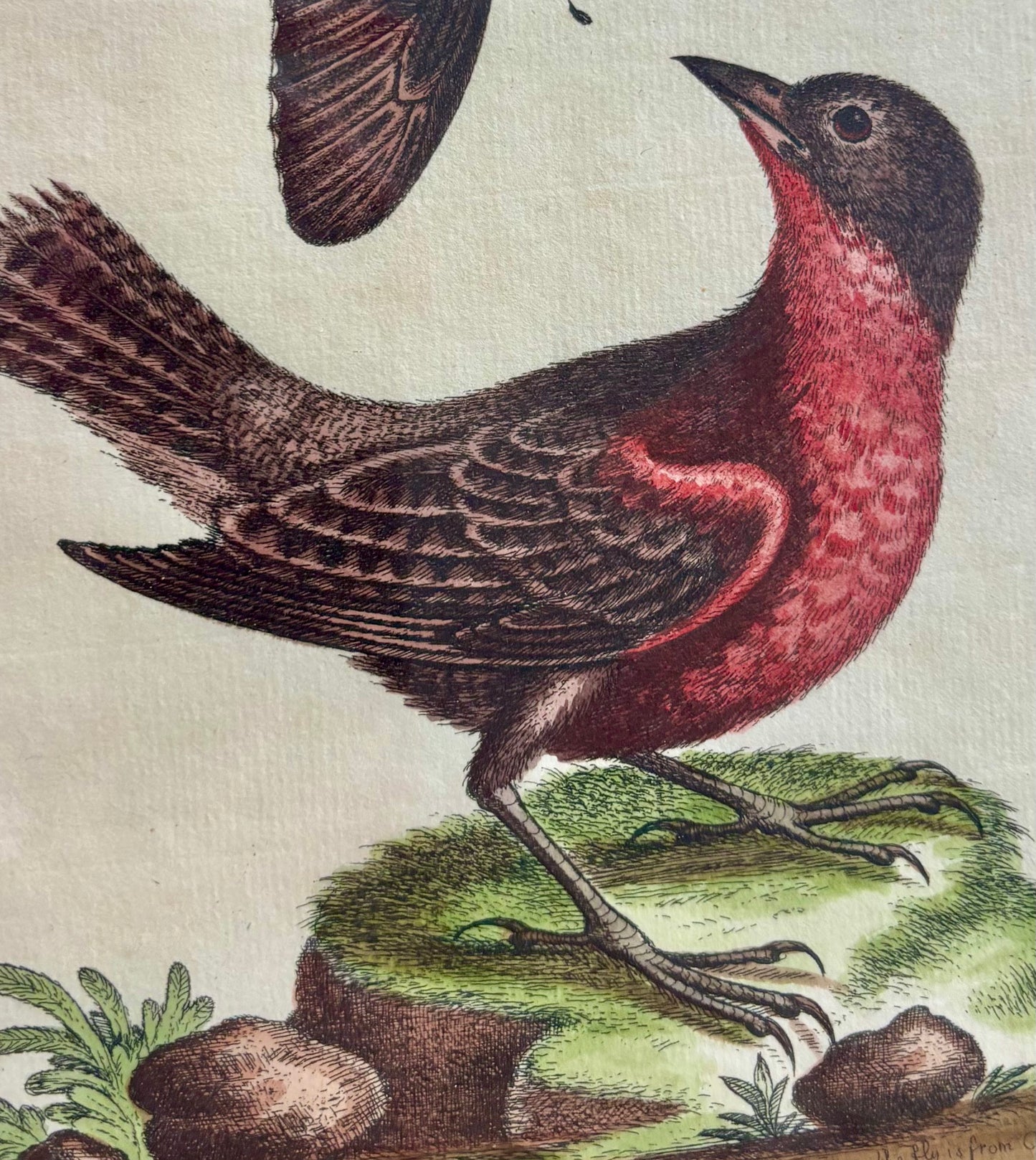 Two Framed Bird and Butterfly Engravings by George Edwards (British 1694-1773)