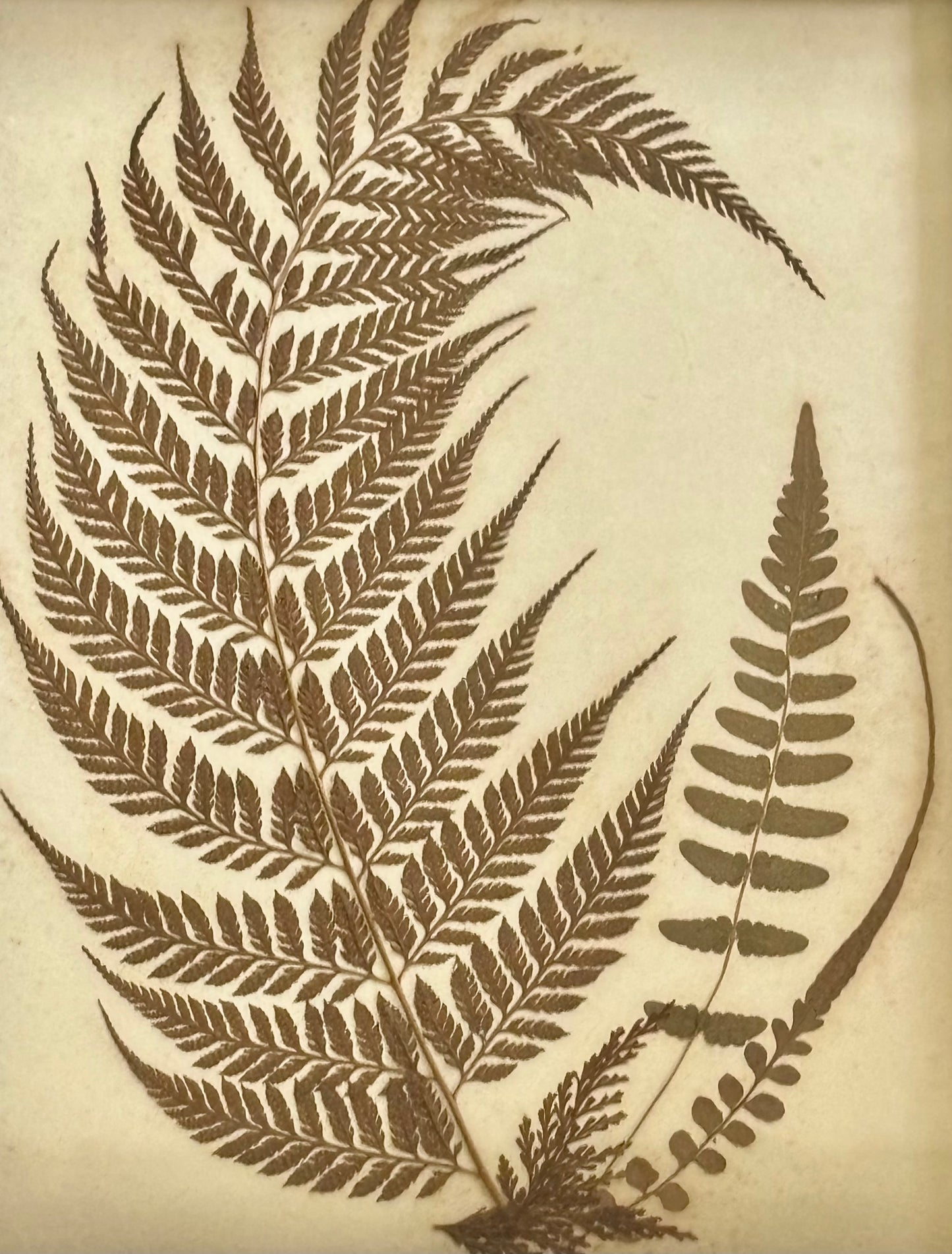 Framed Quartet of Victorian Pressed Ferns from "Ferns of Jamaica"