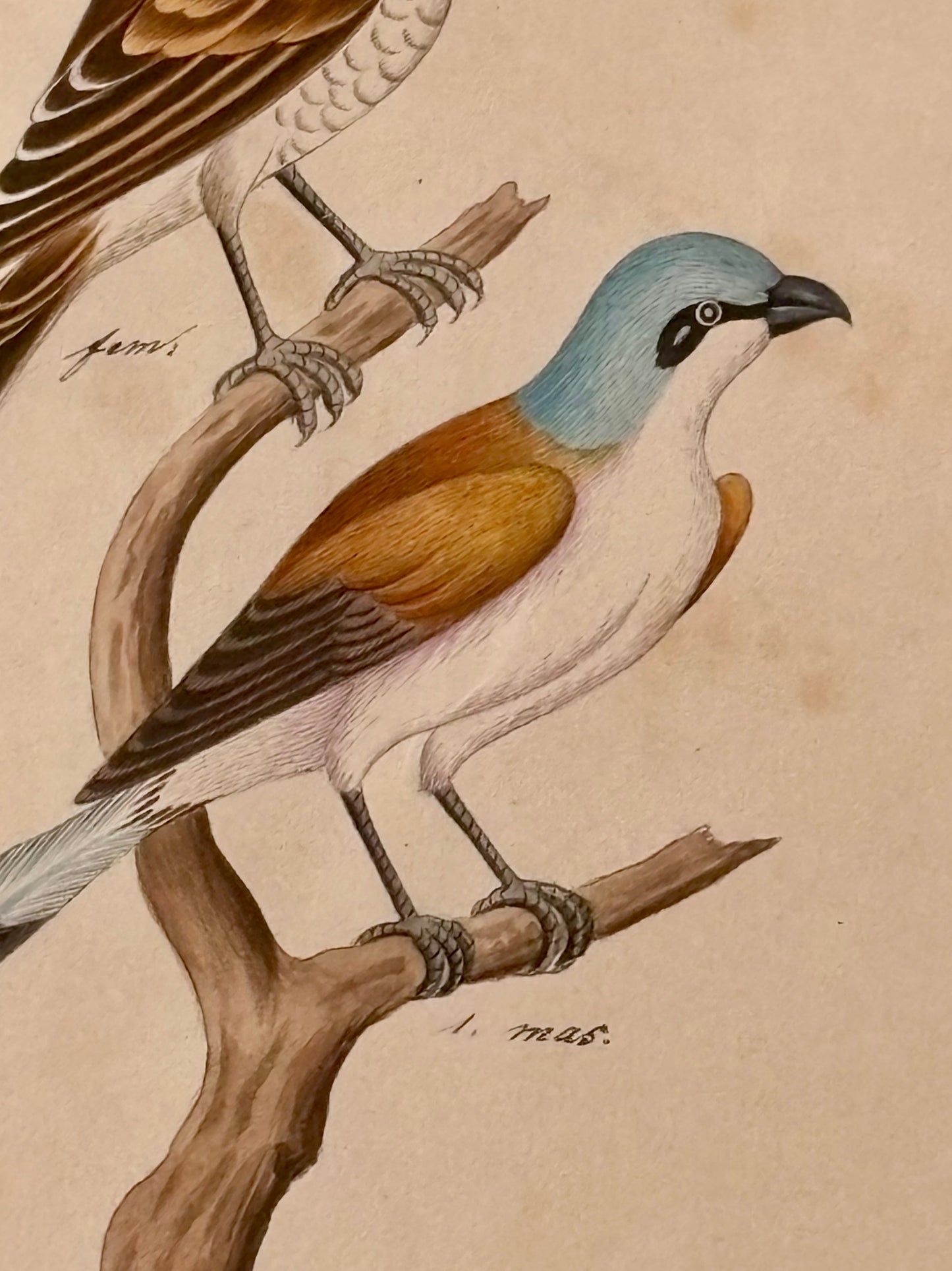 19th Century Naturalist Watercolor of a Bird