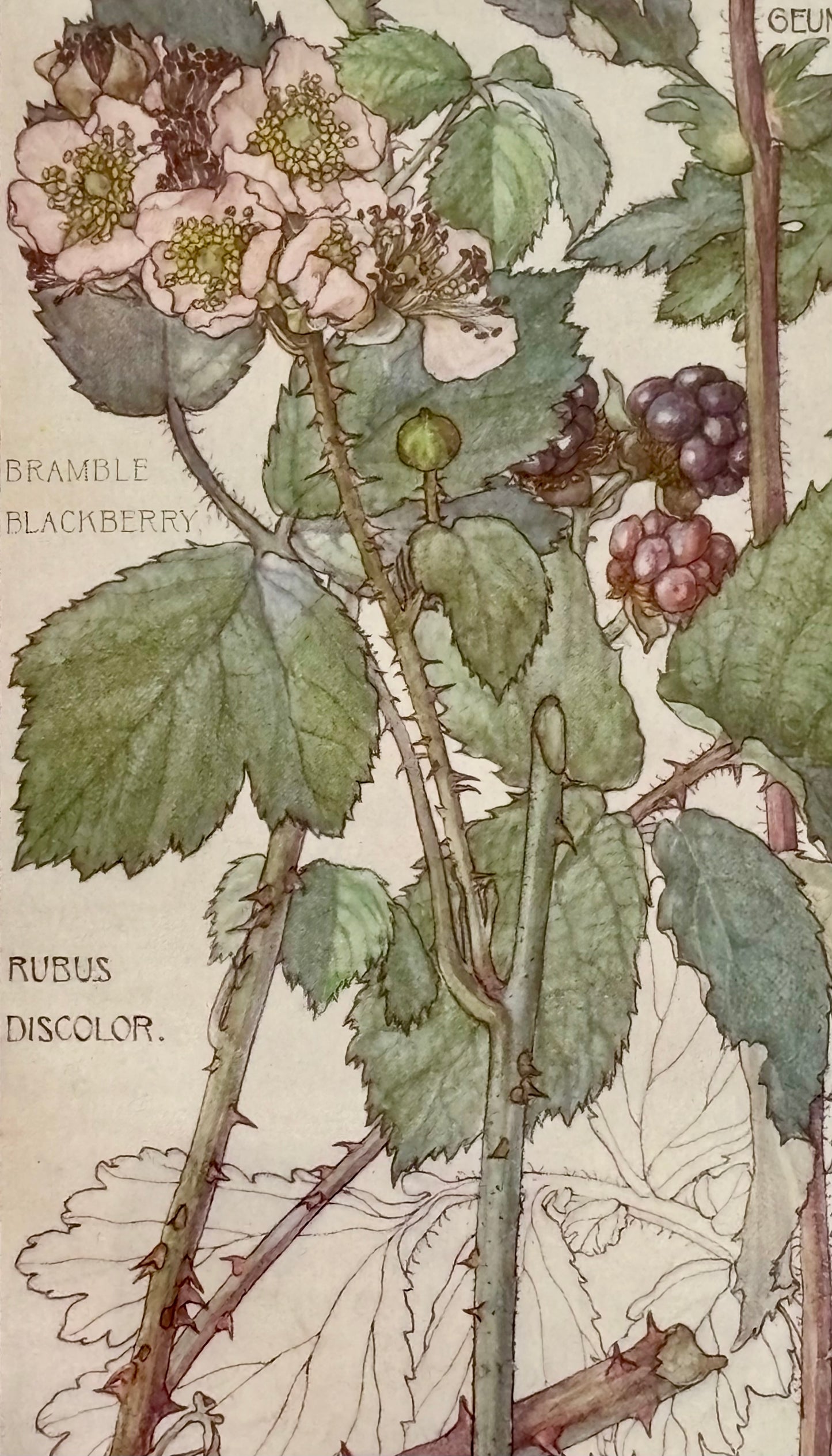 Framed Plate from Isabel Adams’ ‘Wild Flowers of the British Isles’
