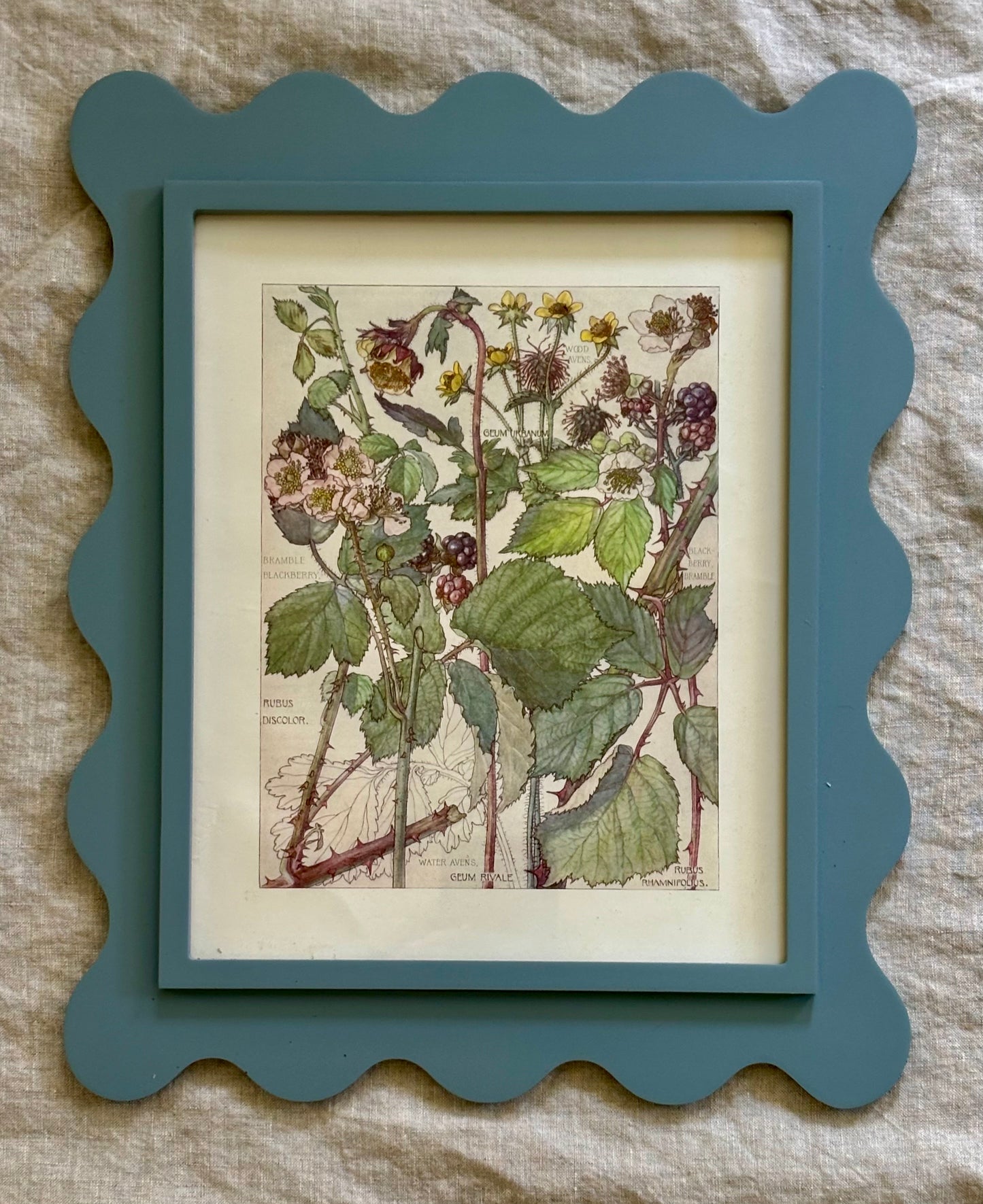 Framed Plate from Isabel Adams’ ‘Wild Flowers of the British Isles’