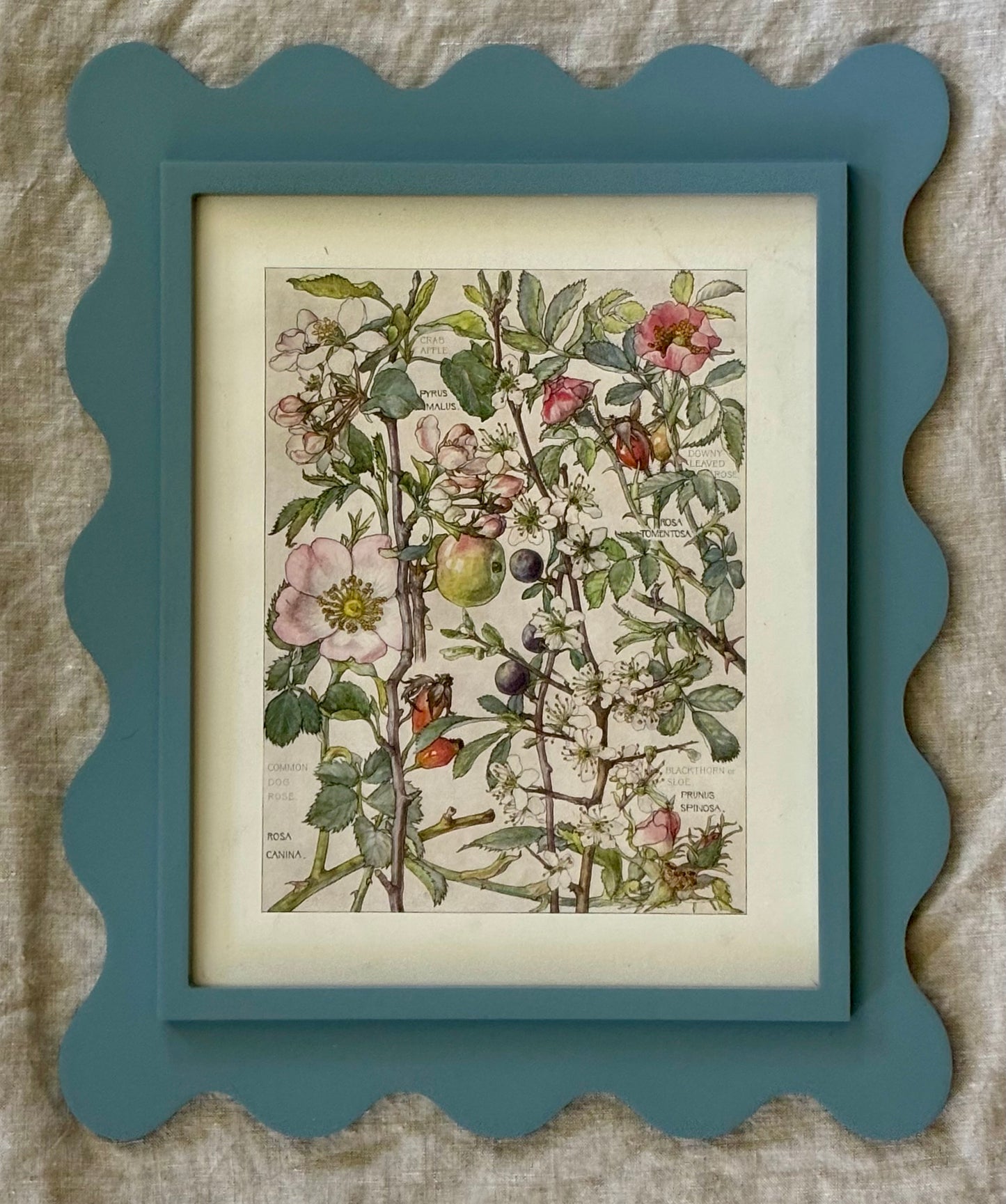 Framed Plate from Isabel Adams’ ‘Wild Flowers of the British Isles’