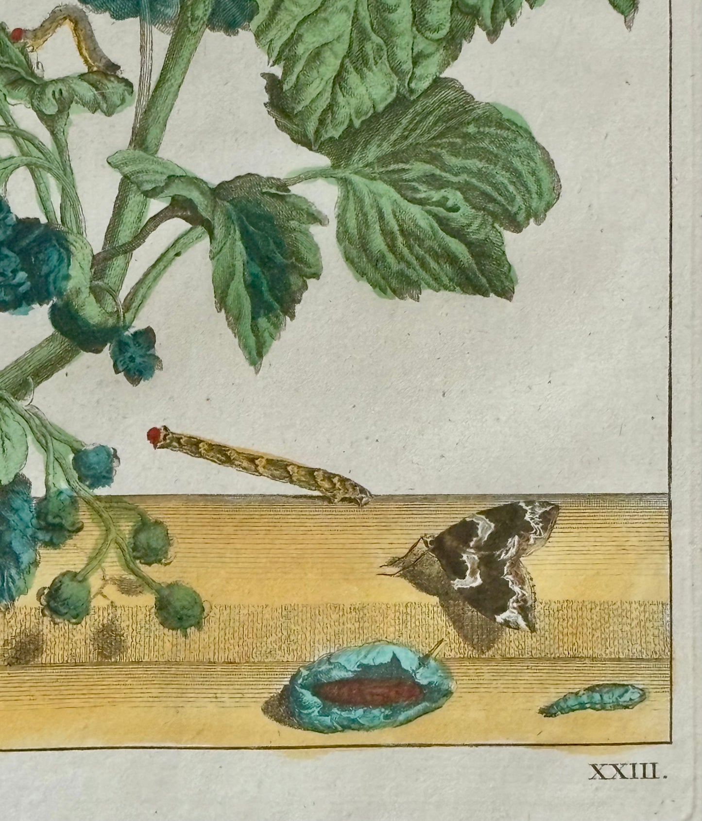 Pair of Hand Colored Engravings of Moths and Flora by L'Admiral, 1740