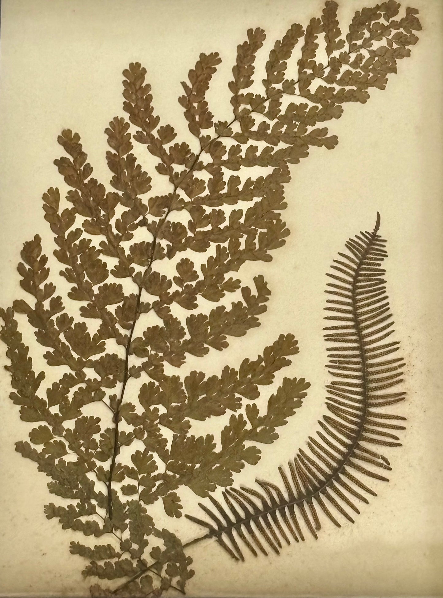 Framed Quartet of Victorian Pressed Ferns from "Ferns of Jamaica"