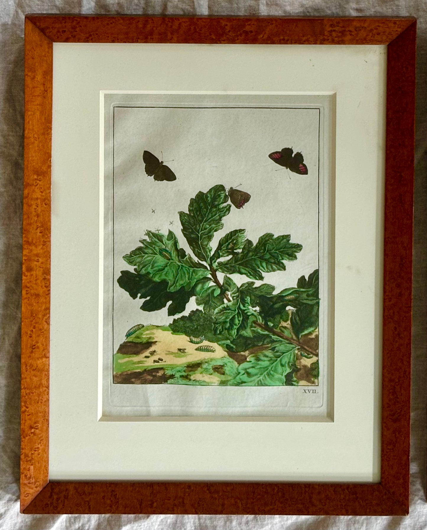 Pair of Hand Colored Engravings of Moths and Flora by L'Admiral, 1740
