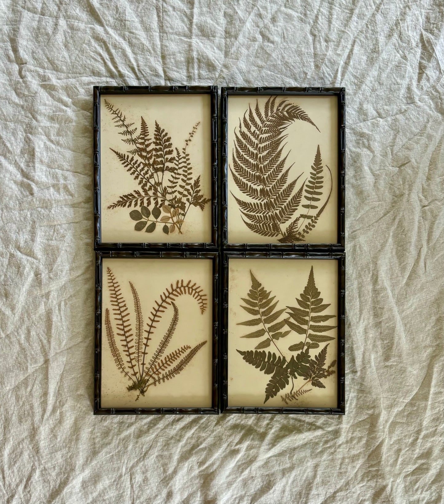 Framed Quartet of Victorian Pressed Ferns from "Ferns of Jamaica"