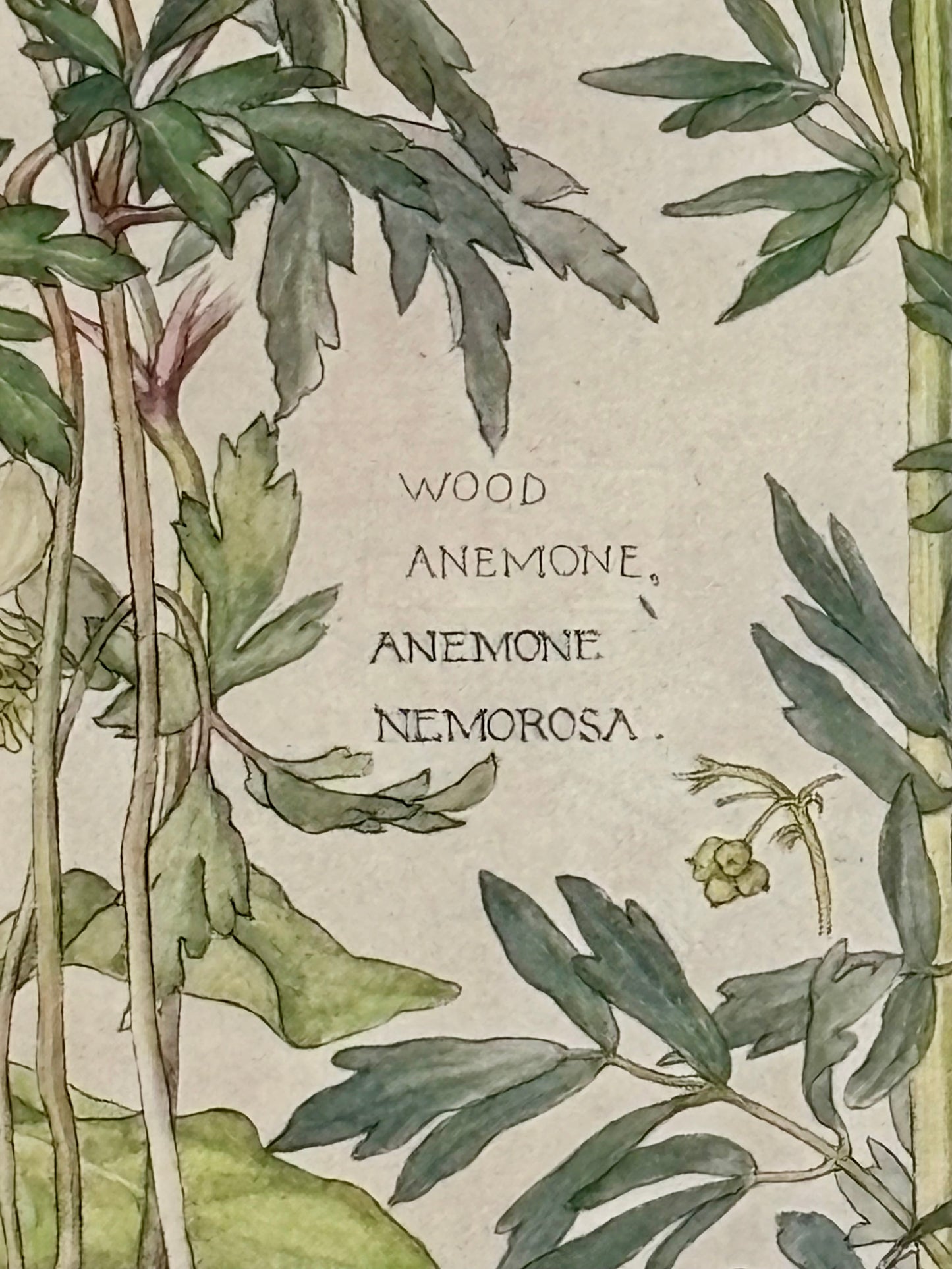 Framed Plate from Isabel Adams’ Wild Flowers of the British Isles’
