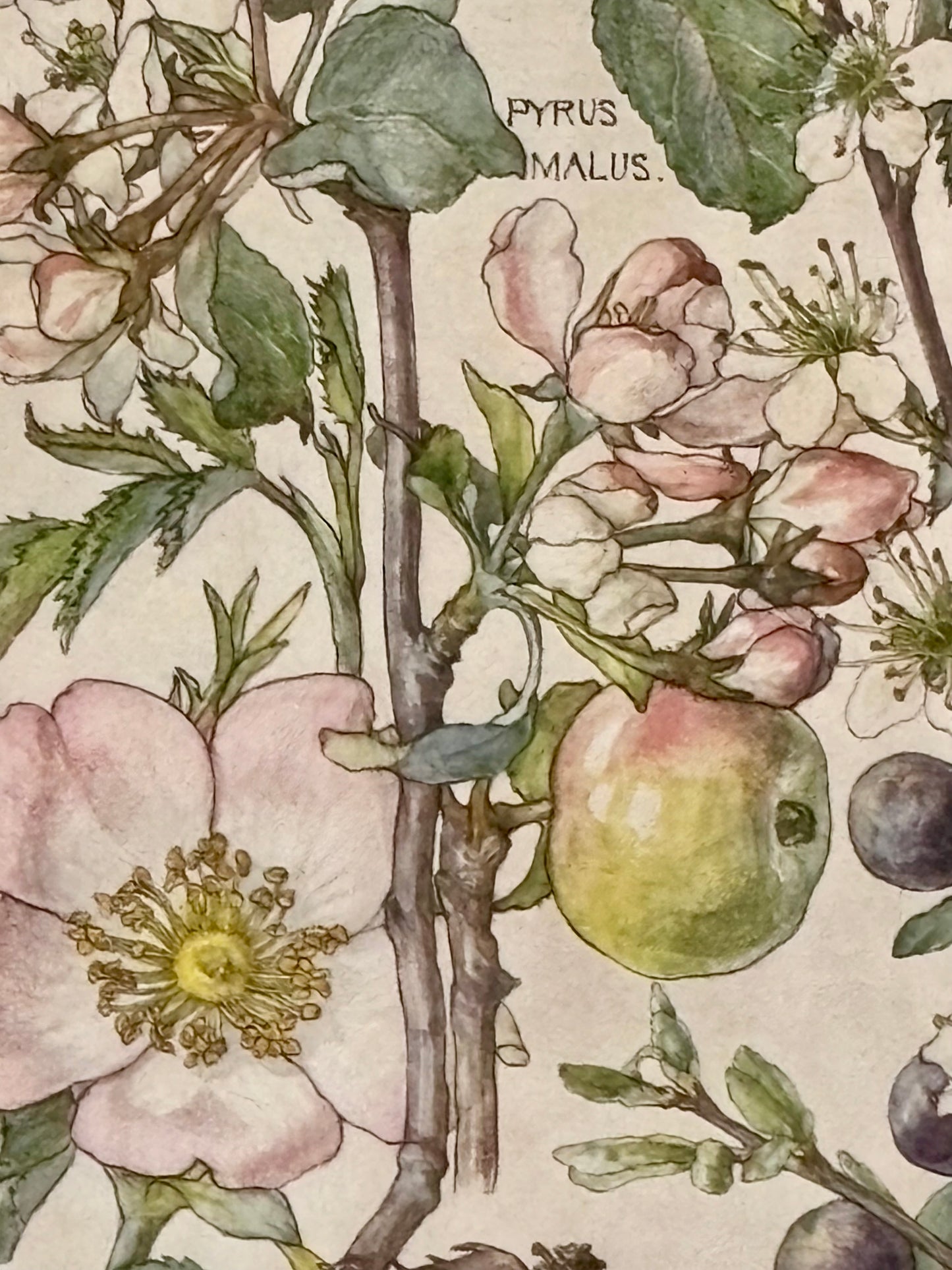 Framed Plate from Isabel Adams’ ‘Wild Flowers of the British Isles’
